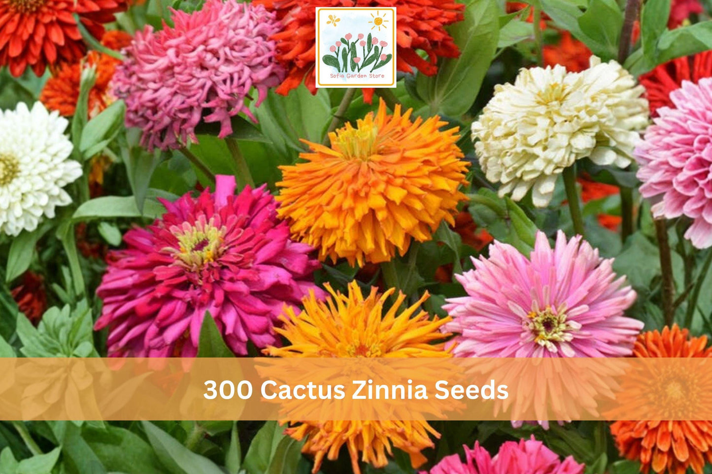 Cactus Zinnia Seeds - 300 Seeds Mixed Color Zinnia elegans - Double Bloom Annual Flower for Garden Beds & Borders