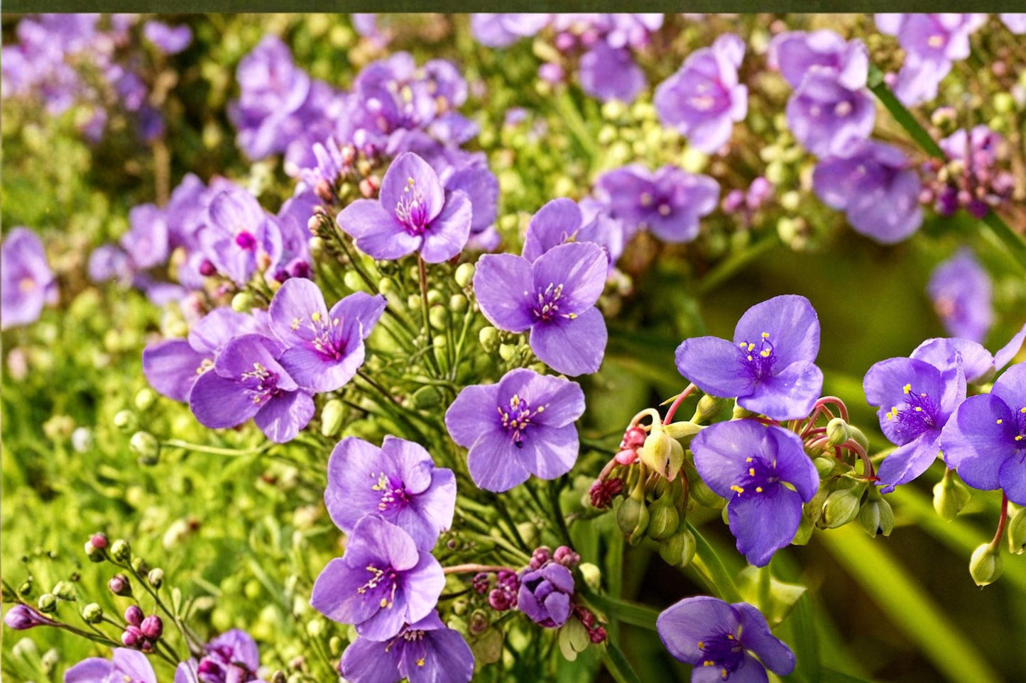 Prairie Spiderwort Seeds 25 Count - Blue to Violet Flowers, Herbaceous Perennial, Tradescantia bracteata, Native Wildflower Seed