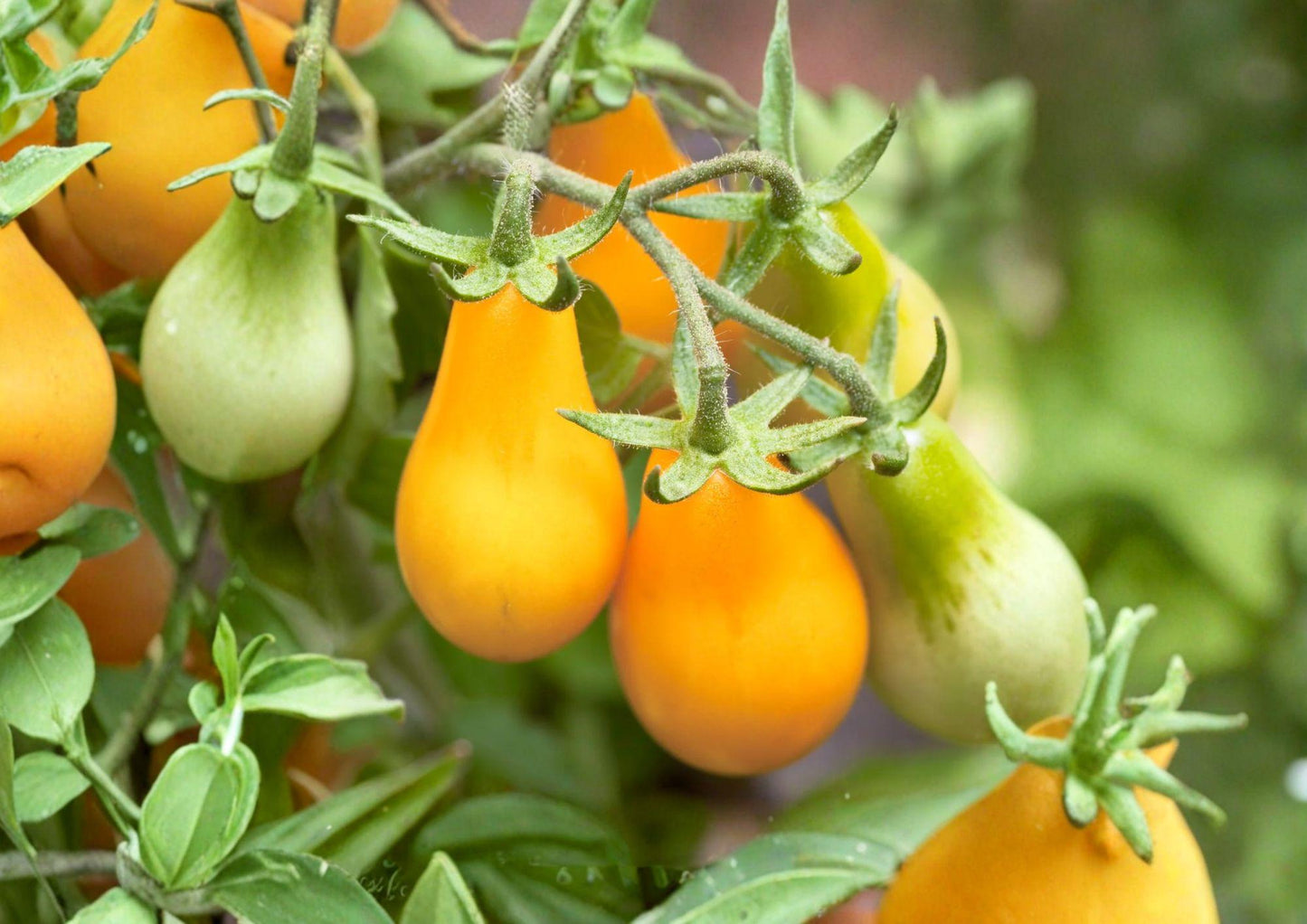 Yellow Pear Tomato Seeds - 120+ Heirloom Non-GMO Sweet Cherry Variety - Perfect for Home Garden Vegetables - Fresh Stock