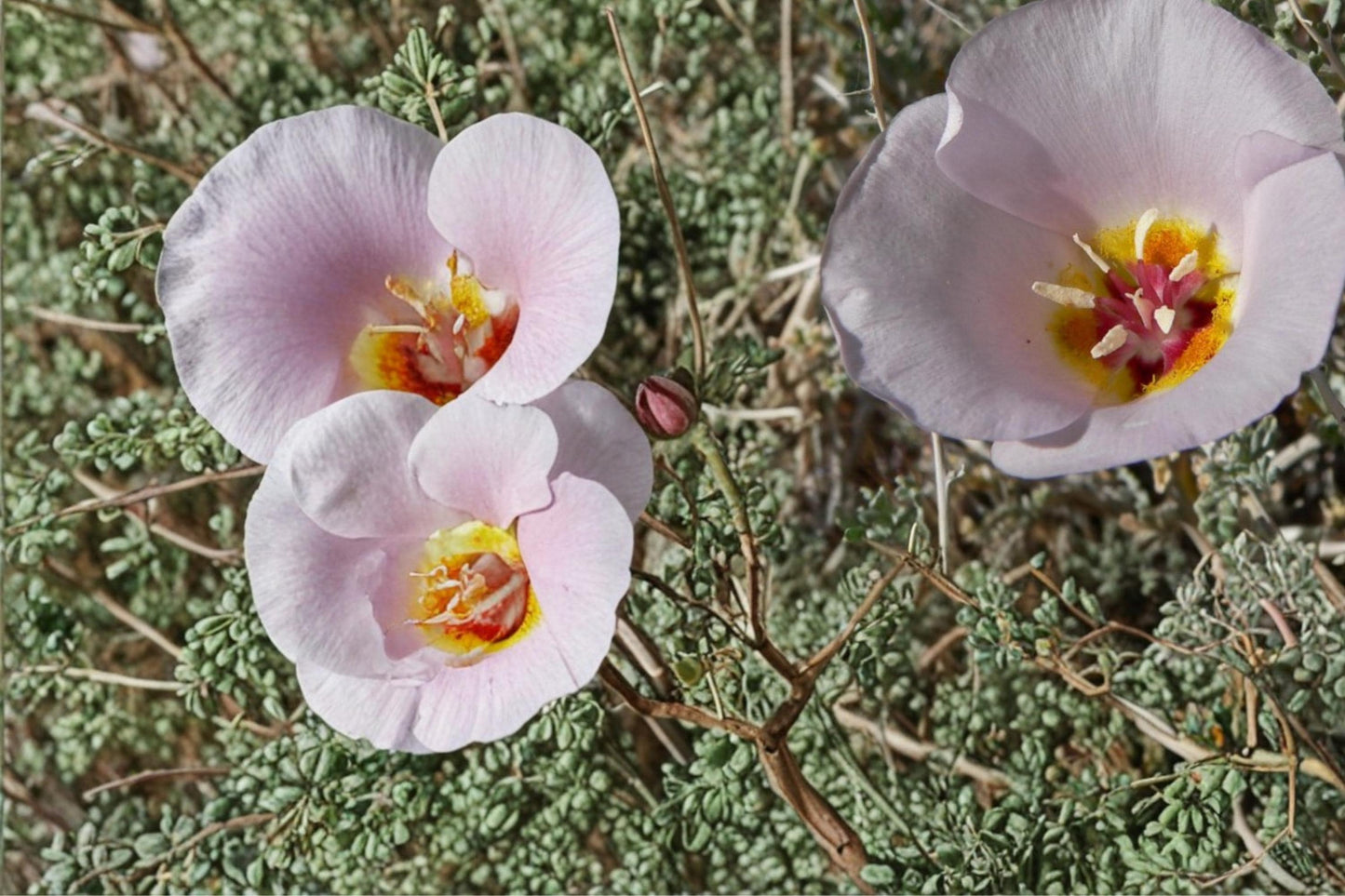 Winding Mariposa Lily Seeds - 10 Bulb-Forming Perennial Seeds - Calochortus flexuosus - Drought Tolerant Xeriscape Plant