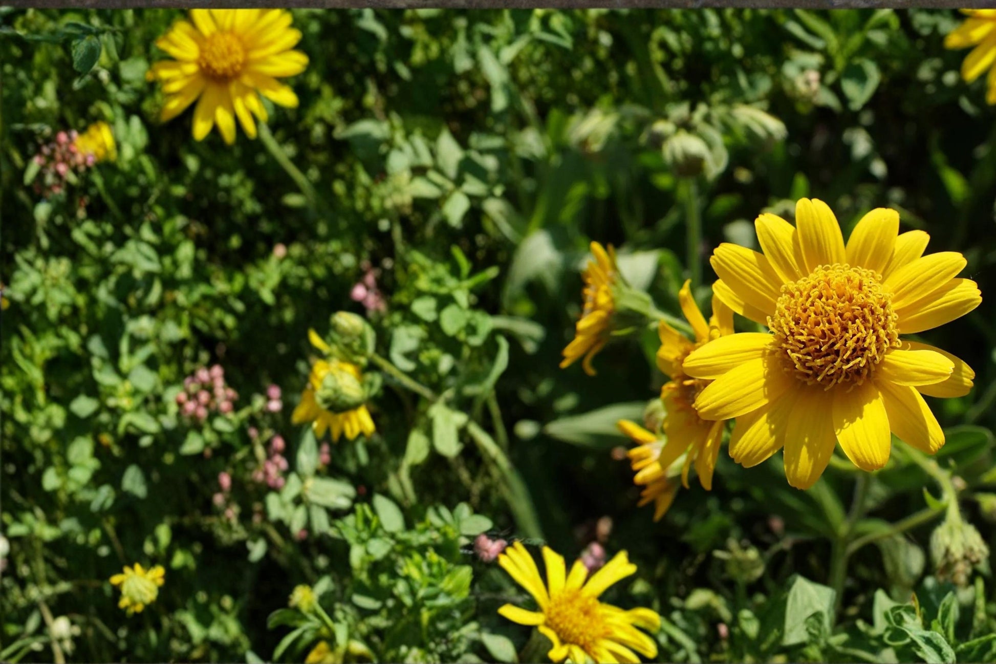 Meadow Arnica Seeds 100 Count - Bright Yellow Daisy-Like Flowers - Arnica chamissonis - Hardy Perennial Wildflower Seeds