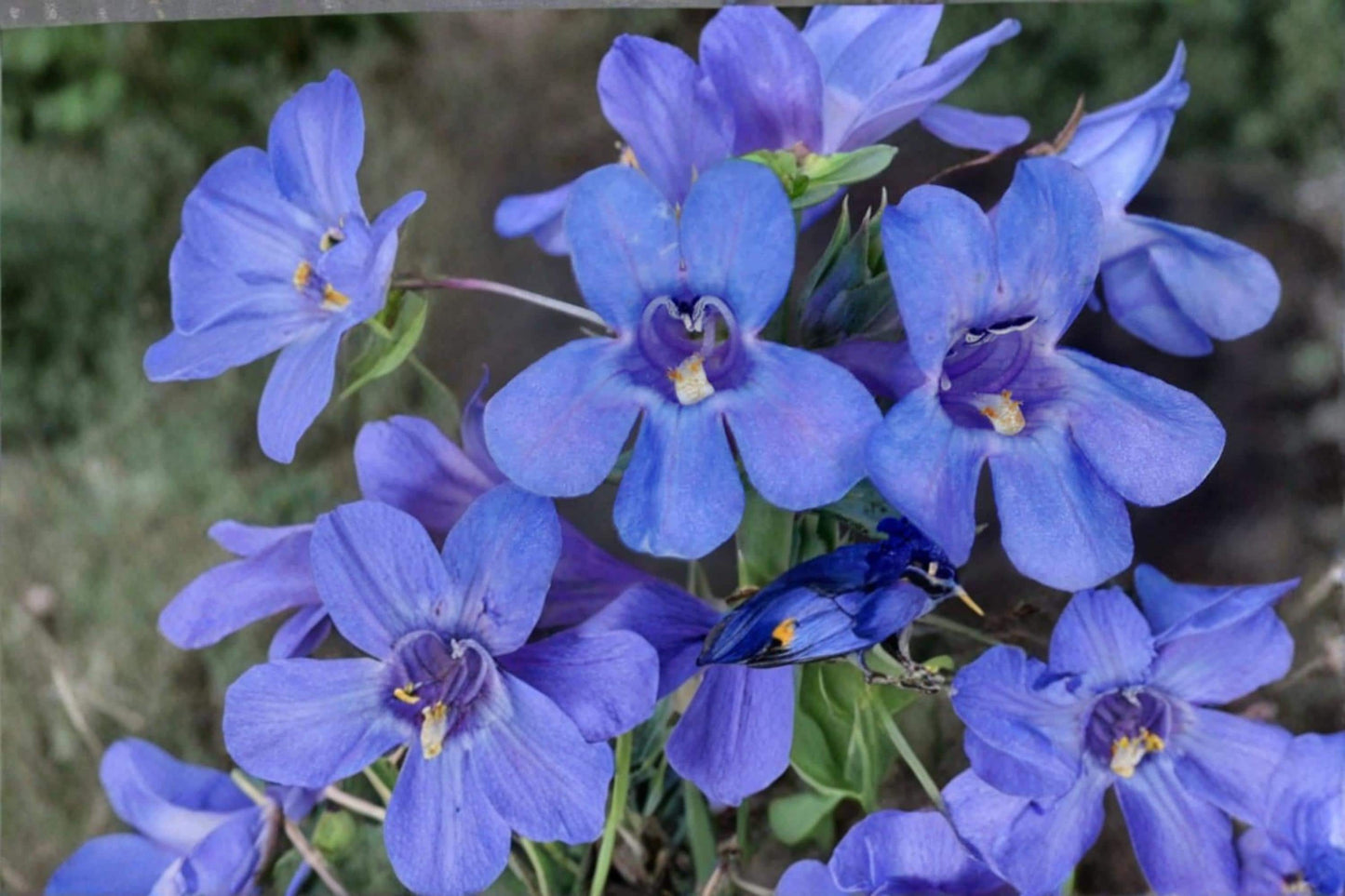 Sand Penstemon Seeds 50 Pack - Blue Purple Tubular Flowers - Penstemon acuminatus - Drought Tolerant Perennial for Xeriscapes