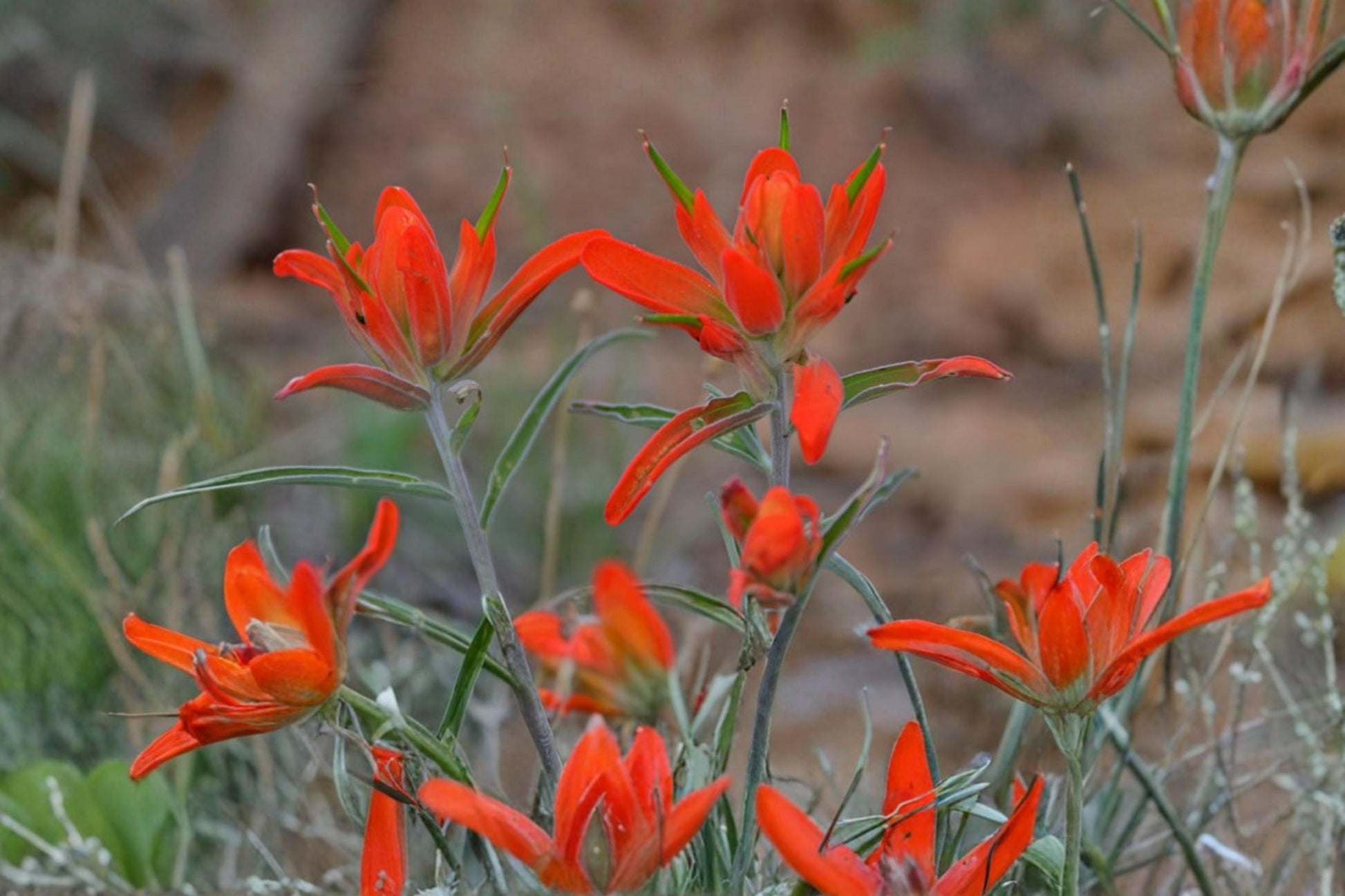 Wholeleaf Indian Paintbrush Seeds 100 Count - Red to Orange Bracts - Castilleja integra - Perennial Wildflower for Dry Landscapes