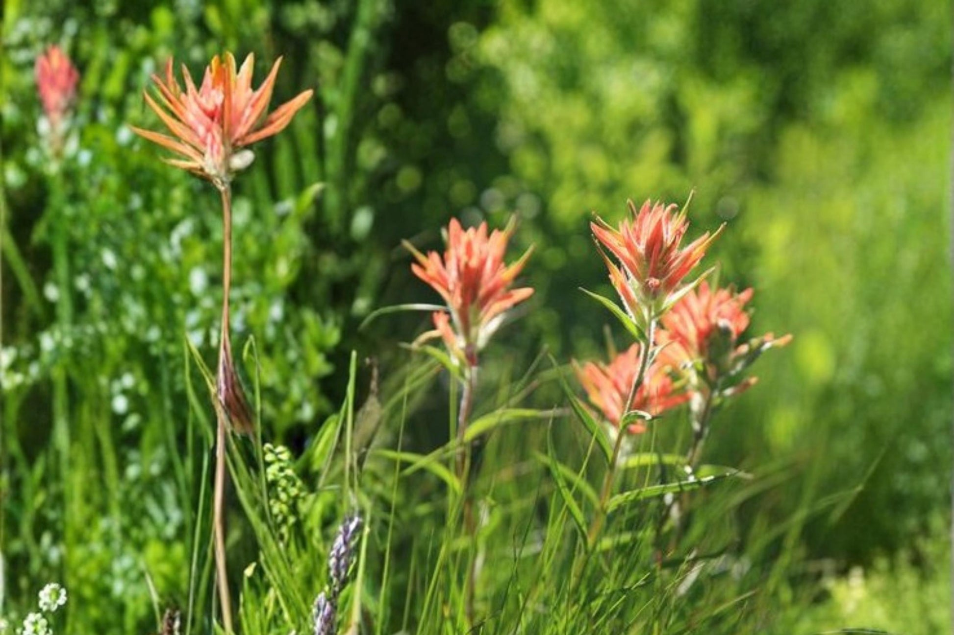 Aspen Paintbrush Seeds - 100 Count - Castilleja miniata - Red Scarlet Wildflower for Meadows & Slopes - Perennial Plant Seeds