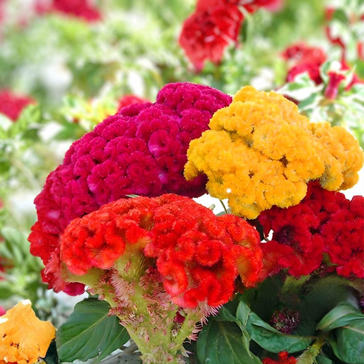 Cockscomb Seeds 100 Count | Mixed Colors Celosia | Unique Vibrant Blooms | Easy-to-Grow Annual Flower Seed