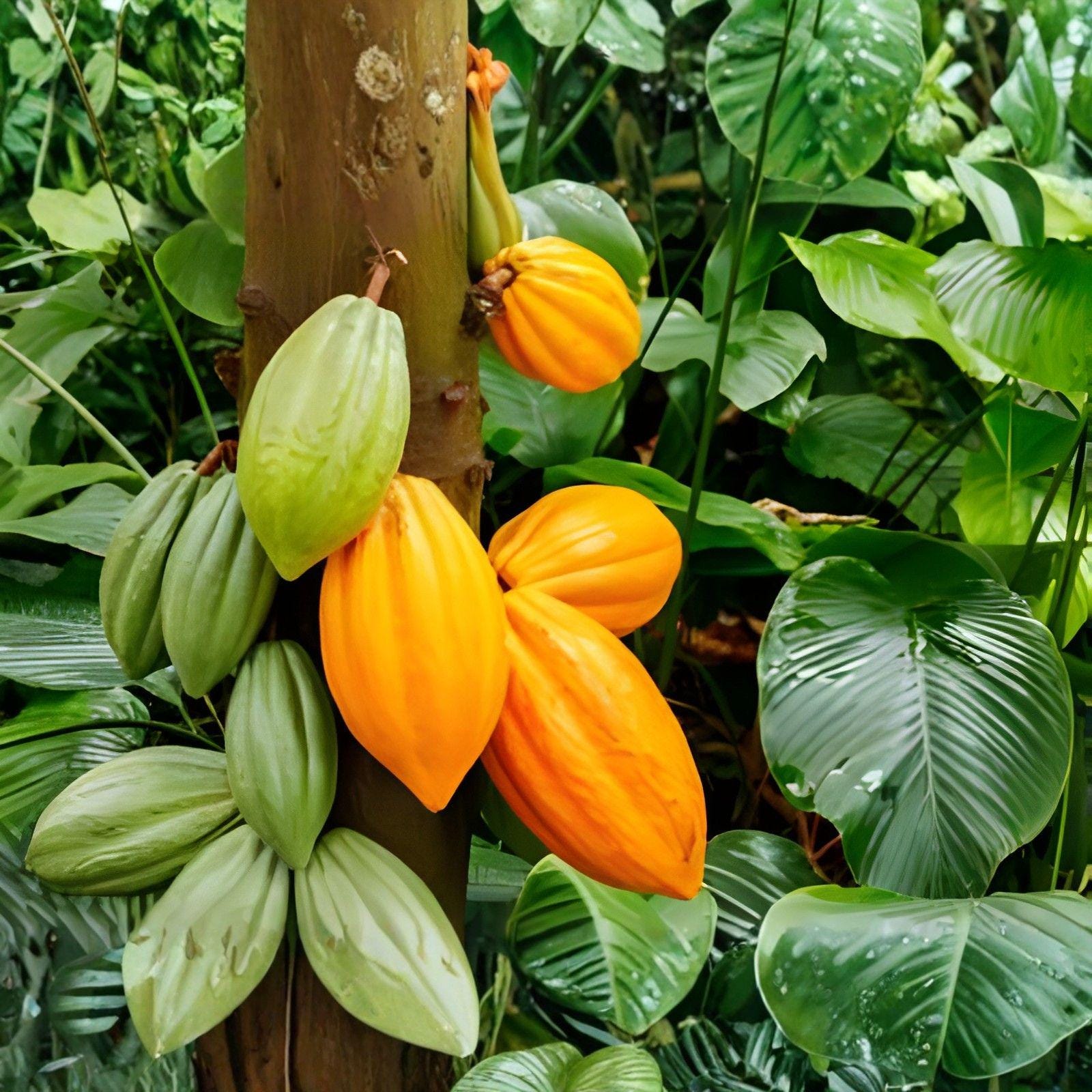 Cacao Tree Seeds | 5 Fresh Wet Seeds | Theobroma cacao | Exotic Chocolate Plant for Gardening and Collecting