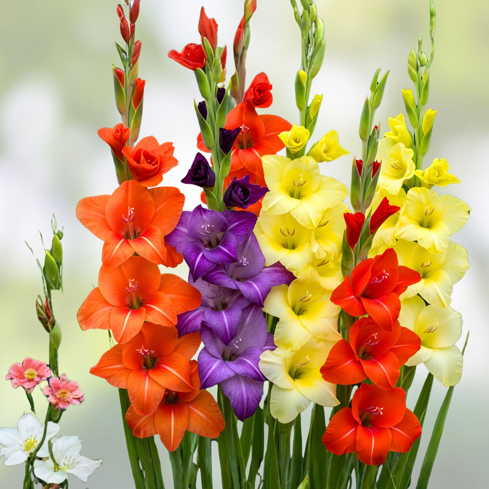 Gladiolus Bulbs Mixed Colors - 5 Bulbs of Gladiolus (Mixed Color Gladiolus) for Summer Garden Blooms and Flower Arrangements