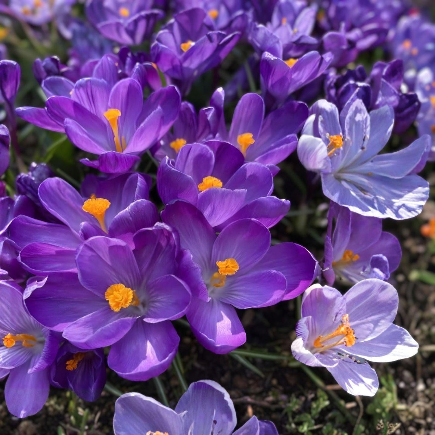 Crocus Bulbs - 20 Early Spring Flower Record Crocus Bulbs - Crocus sativa - Vibrant Cup-Shaped Flowers for Garden Planting