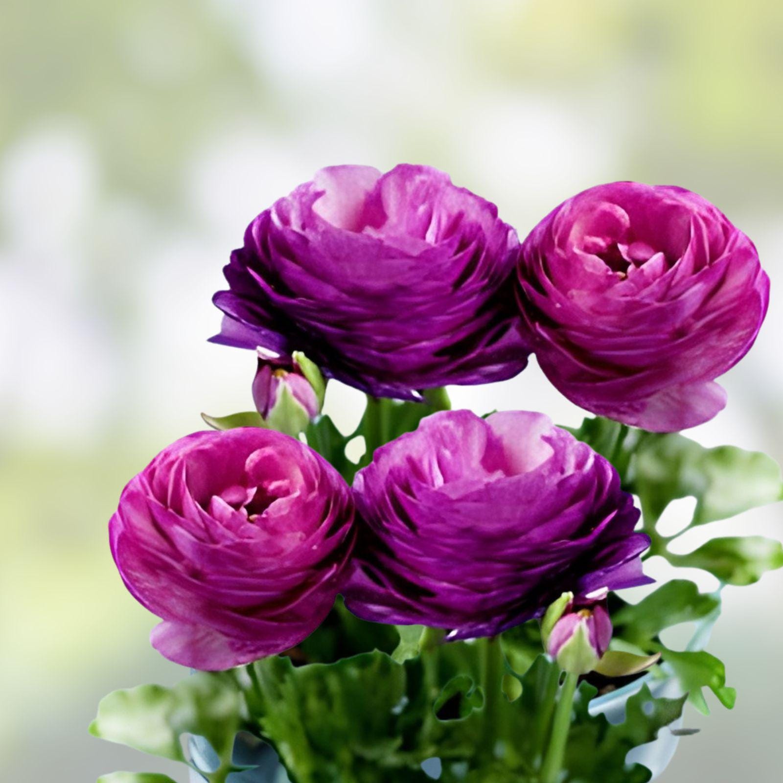 Purple Ranunculus Bulbs - 5 Pack Spring Bloom Flowers for Garden Border - Ranunculus (Purple Ranunculus)