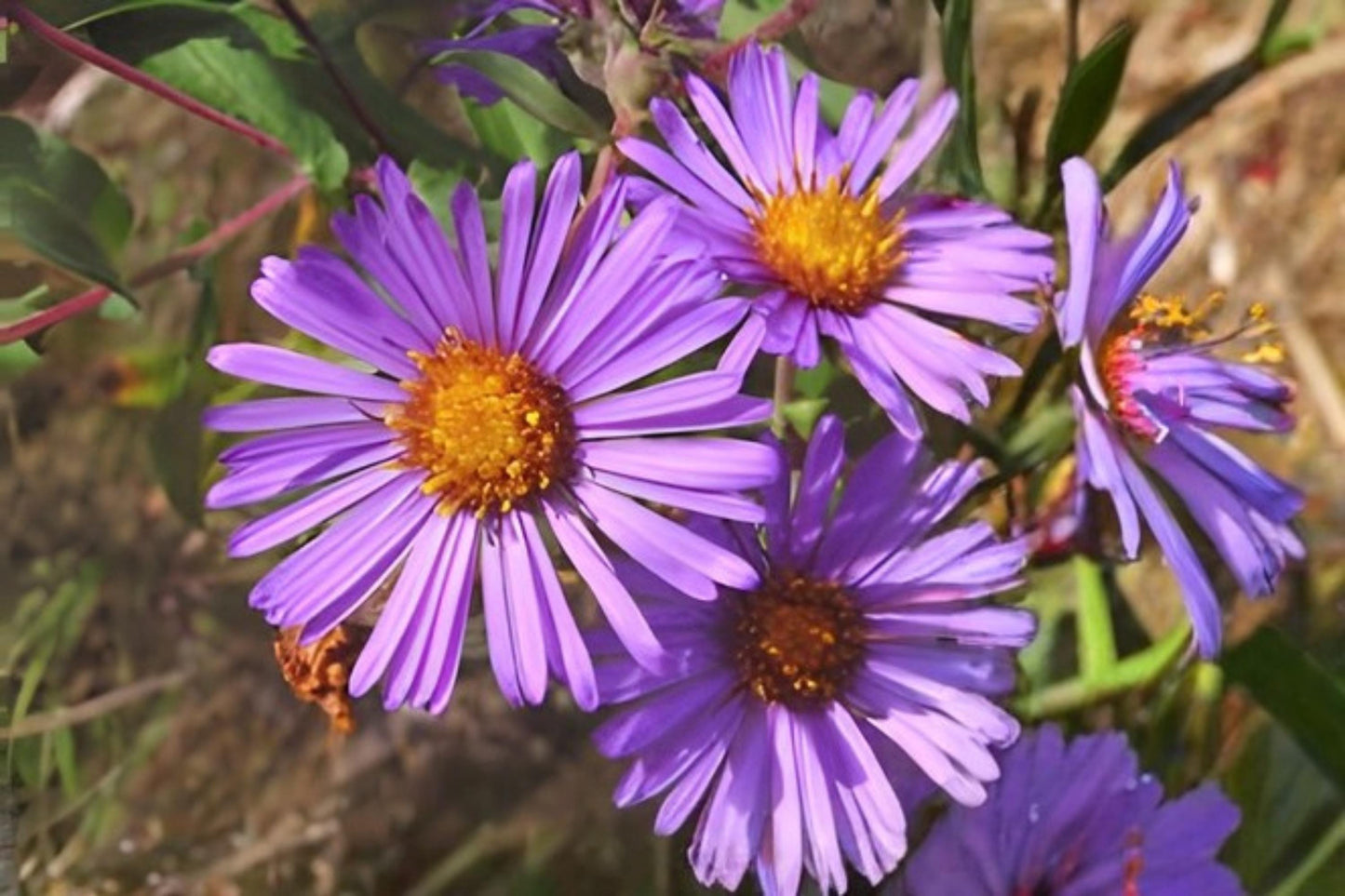 New England Aster Seeds (100) | Purple Native Wildflower | Symphyotrichum novae-angliae | Pollinator Garden Favorite