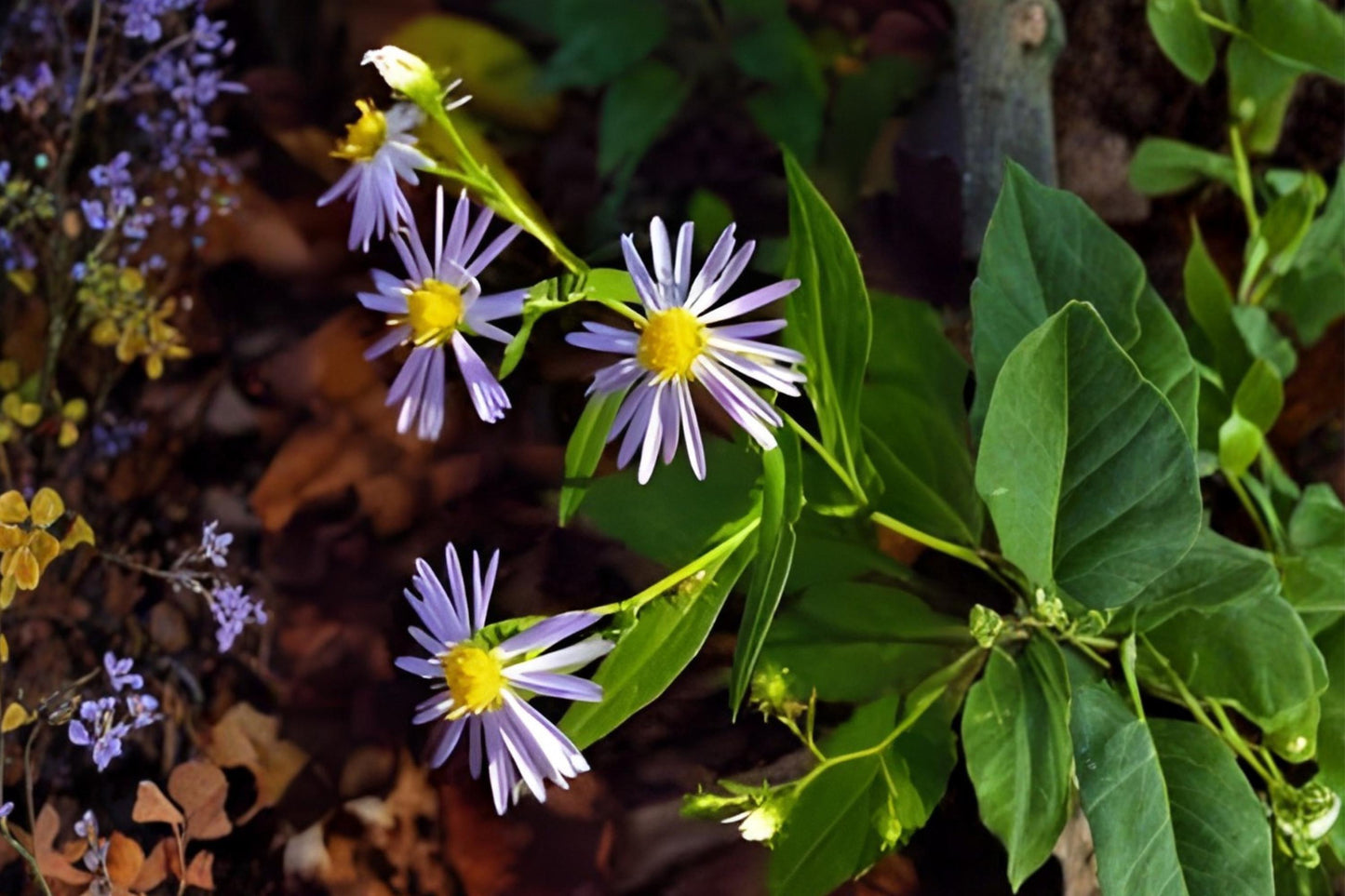 Crooked-Stemmed Aster Seeds (100) | Symphyotrichum prenanthoides | Native Wildflower | Lavender-Blue Blooms