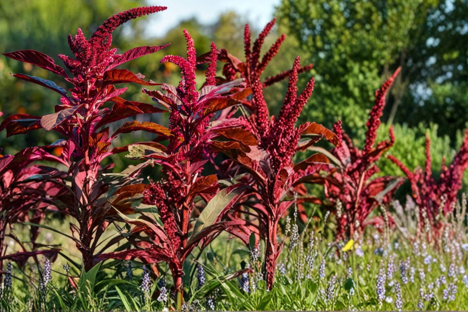 Red Garnet Amaranth Seeds - 100 Count - Amaranthus tricolor - Vibrant Deep Red Foliage for Borders and Ornamental Beds