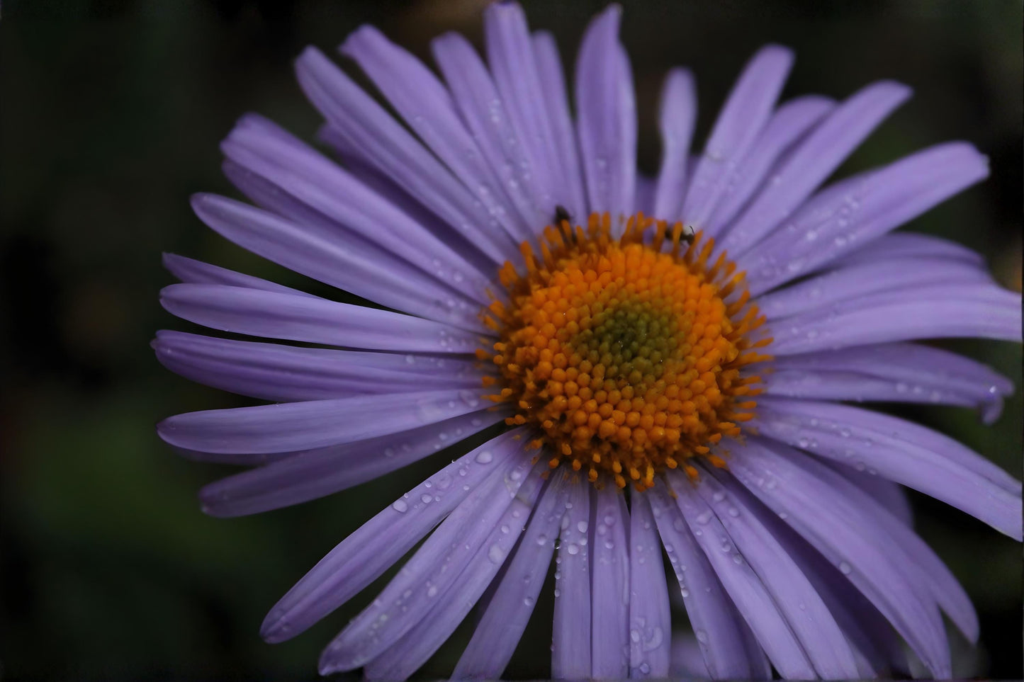 Native Wildflower Seeds | 100 Short's Aster Seeds | Symphyotrichum shortii | Lavender Blooms for Pollinator Gardens