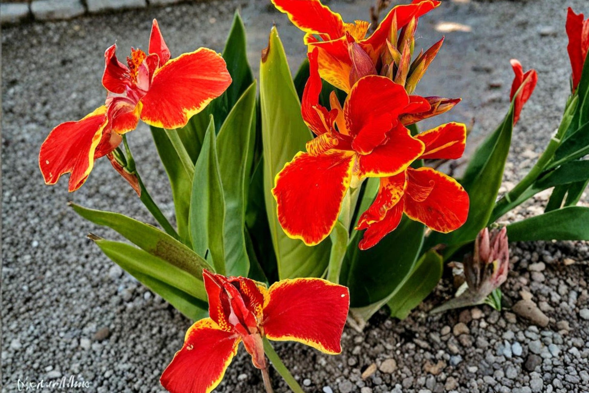 Canna Lily Bulbs - 3 Count - Lucifer Variety - Red Blooms with Green Foliage - Canna Species - Perennial Summer Flower