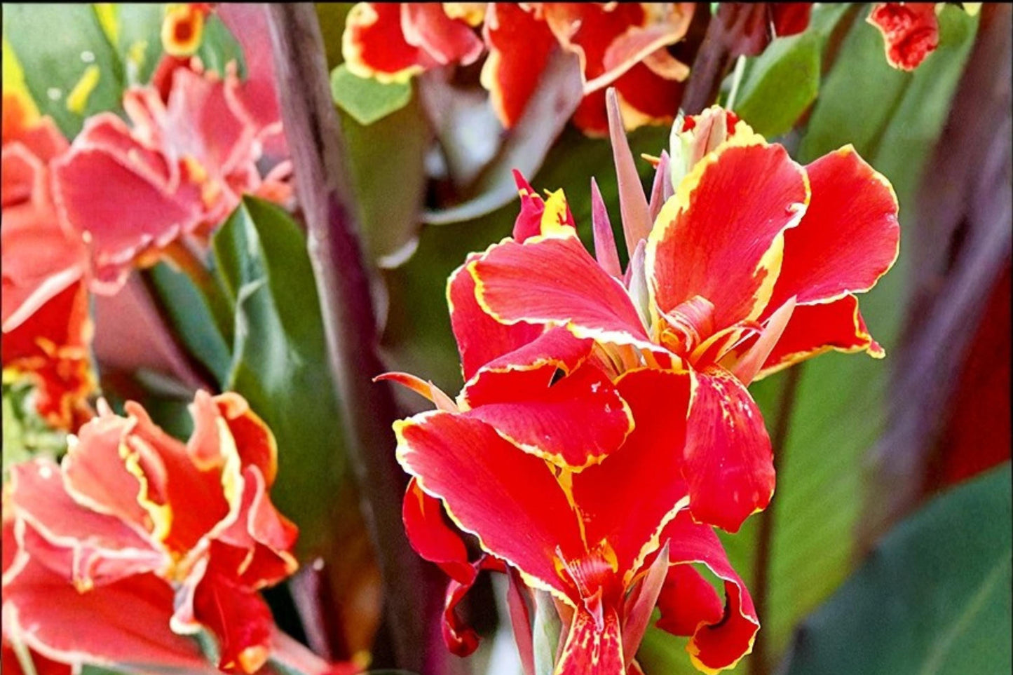 Canna Lily Bulbs 5 Pack - Lucifer Variety, Red Blooms, Tropical Perennial, Canna (Canna indica) for Summer Gardens