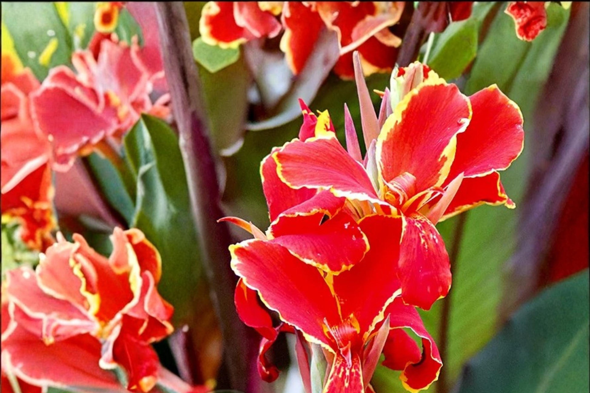 Canna Lily Bulbs 5 Pack - Lucifer Variety, Red Blooms, Tropical Perennial, Canna (Canna indica) for Summer Gardens