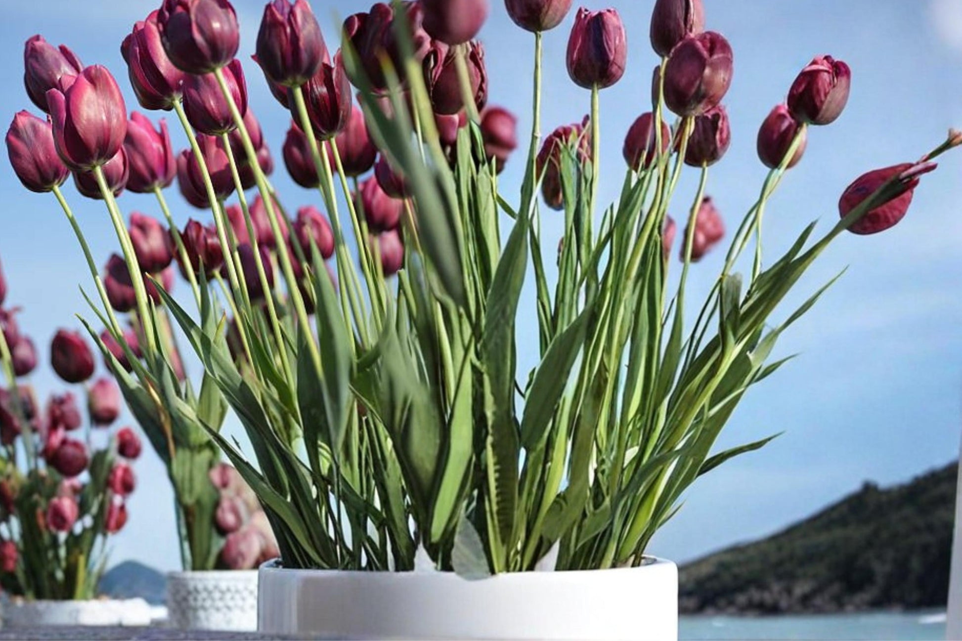 Brittney's New Girl Tulip Bulbs - 10 Pack - Pastel Blooms - Tulipa Perennial Flowering Bulbs for Garden Beds & Containers