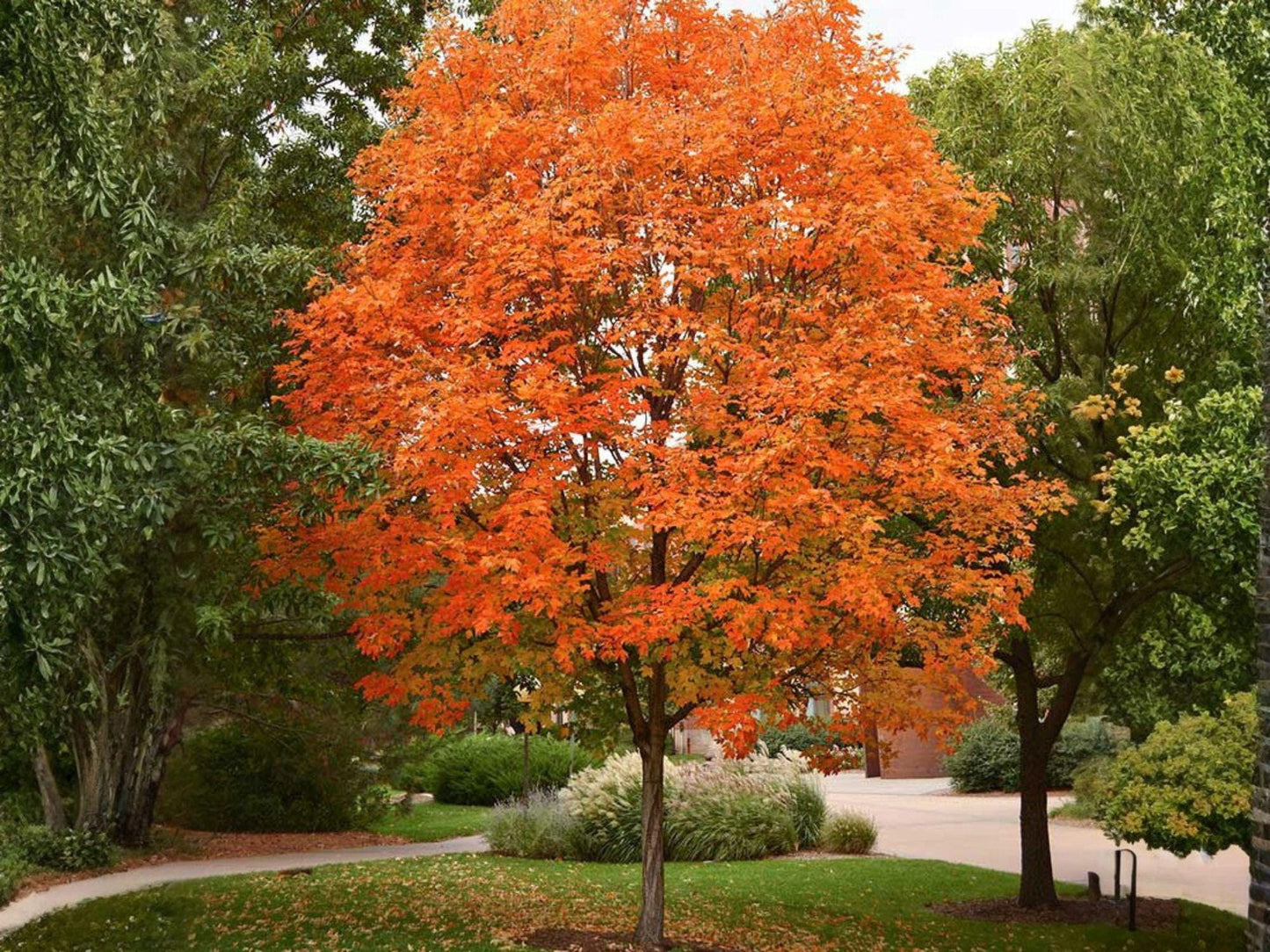 2 Sugar Maple Live Plants 2 Ft Bare Root Acer saccharum Vibrant Fall Color Shade Tree for Landscape Yards and Gardens