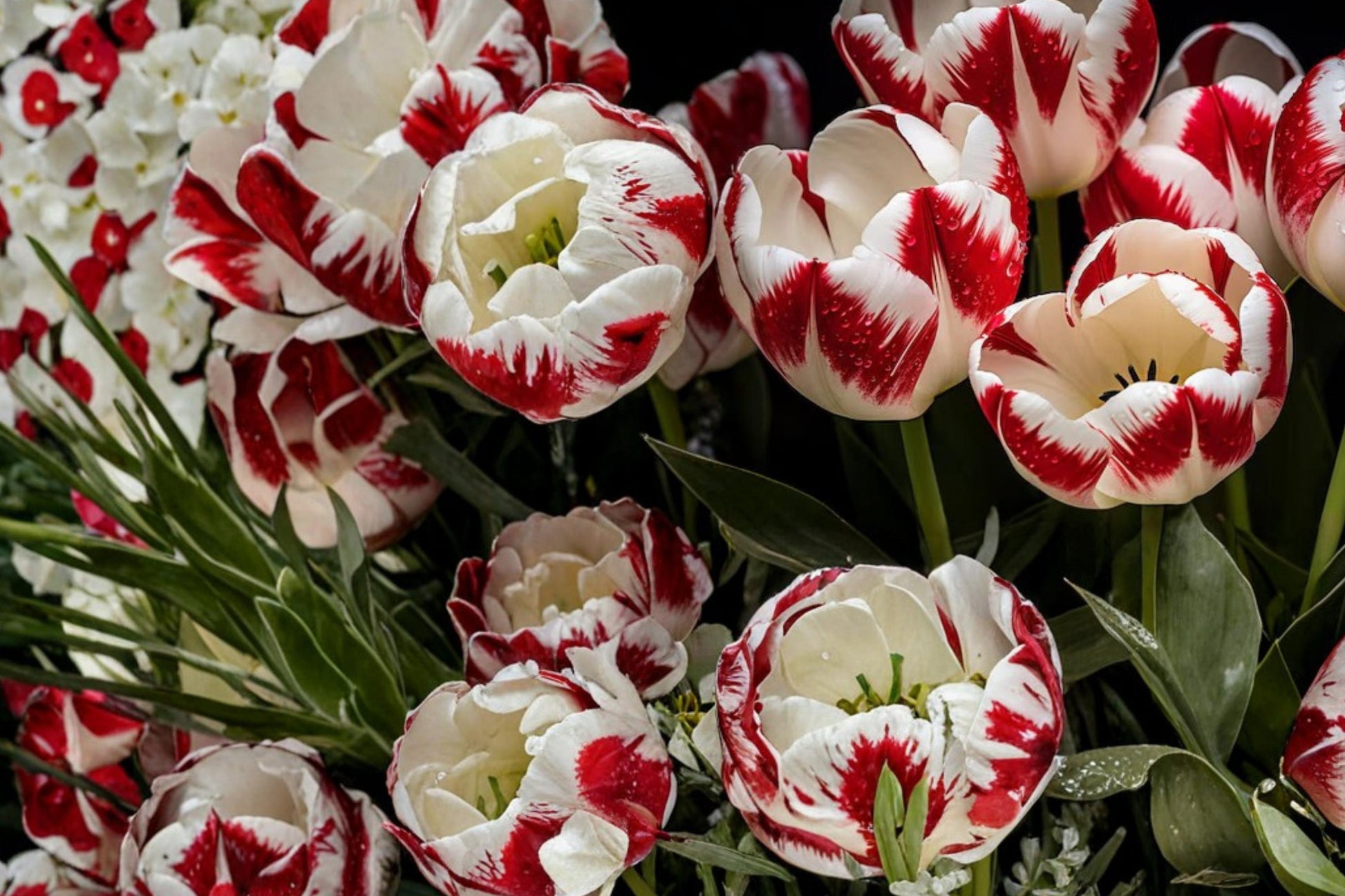 Red White Tulip Bulbs 10 Count - Tulipa Perennial Two-Tone Flowering Bulbs for Garden Beds & Containers