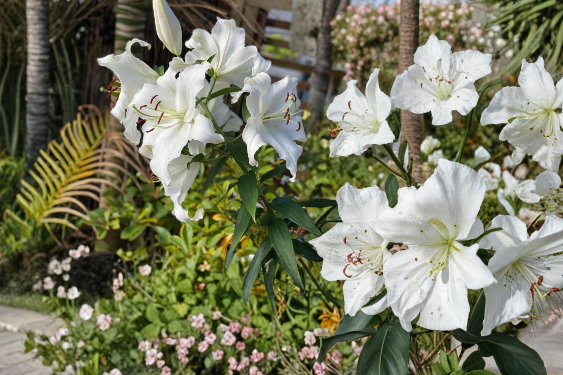Riverdale White Asiatic Lily Bulbs - 5 Perennial Lilium Bulbs for Garden Beds & Borders - Summer Flowering White Blooms