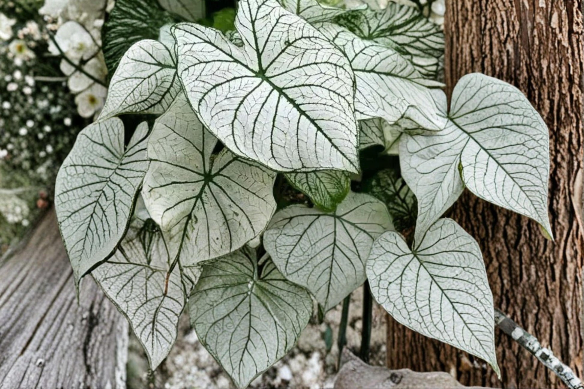 Caladium Bulbs 6 Pack Snow White Variety - Caladium - Ornamental Foliage Plant with White and Green Leaves