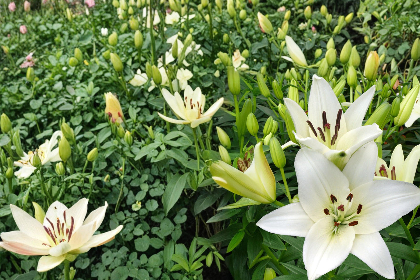 Asiatic Lily Bulbs 5 Pack - Navona White - Lilium asiatica - Hardy Perennial for Outdoor Garden & Landscape Planting