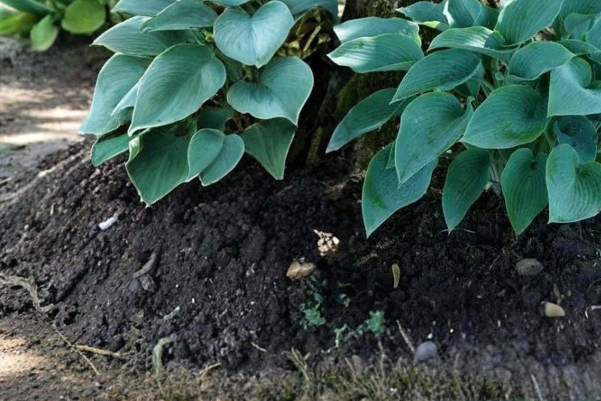 Canada Blue Hosta 5 Bare Roots - Blue-Green Foliage Perennial - Hosta spp. for Shade Gardens and Landscape Borders