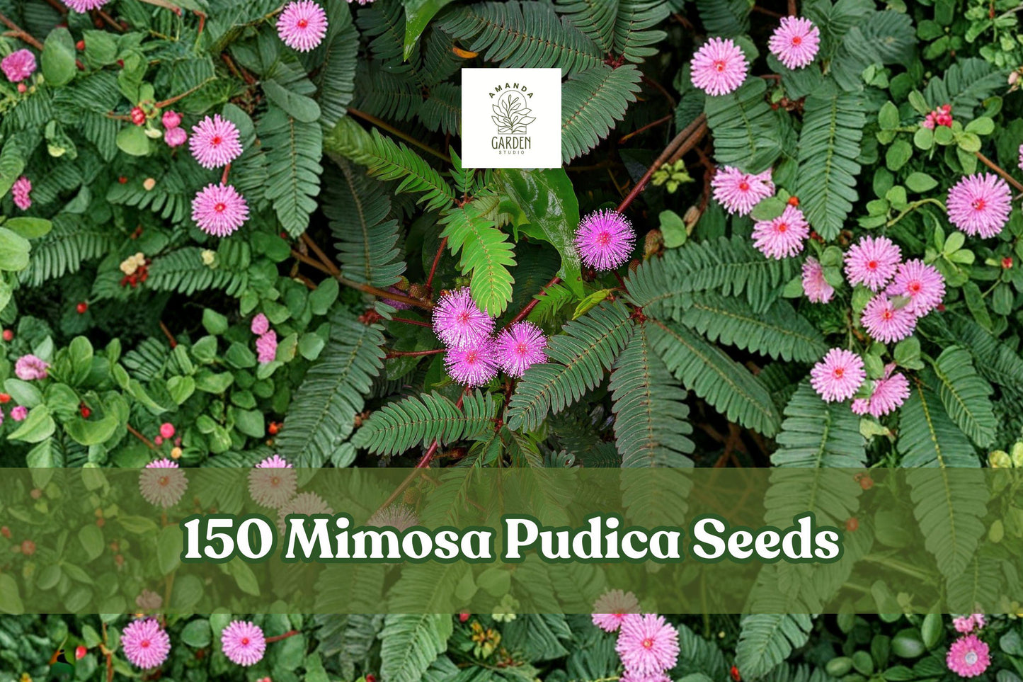 Mimosa Pudica Seeds - 150+ Sensitive Plant Touch Me Not Seeds - Interactive Houseplant for Indoors - Mimosa pudica