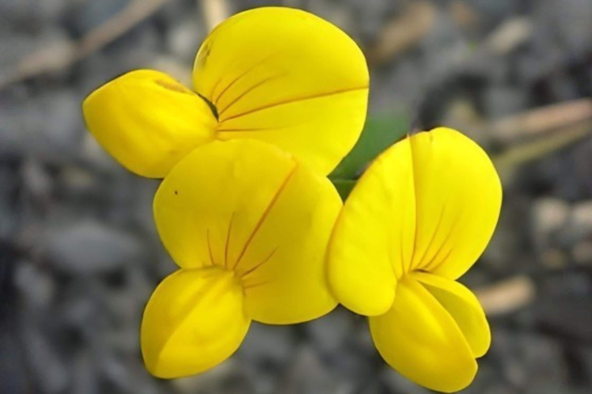 Bird’s Foot Trefoil Seeds (100) | Yellow Flowering Legume | Lotus corniculatus | Drought Tolerant Forage & Pollinator Plant