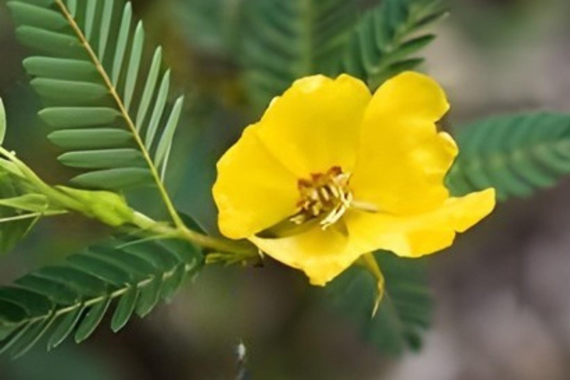 Partridge Pea Seeds (100) | Bright Yellow Wildflower | Chamaecrista fasciculata | Native Pollinator Plant