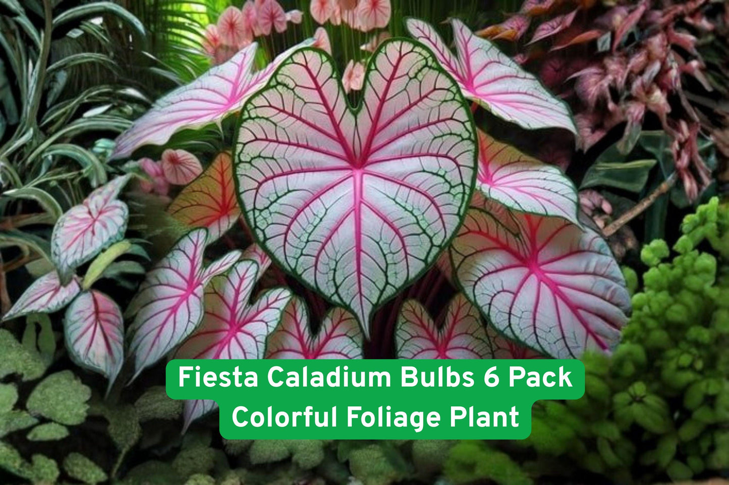 Fiesta Caladium Bulbs 6 Pack - Multi-Color Tropical Foliage Plant, Caladium bicolor, Easy Grow for Shade & Containers