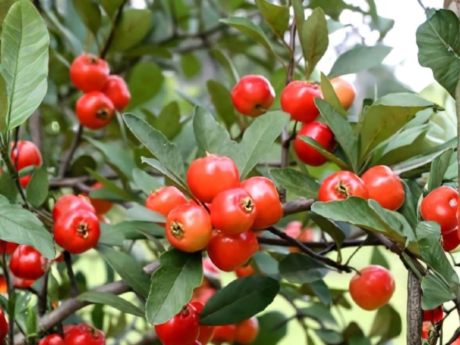 Live Mayhaw Plants - 2 Bare Root Edible Fruit Saplings, Crataegus aestivalis, Red Berries, Spring White Flowers, 6 in Tall