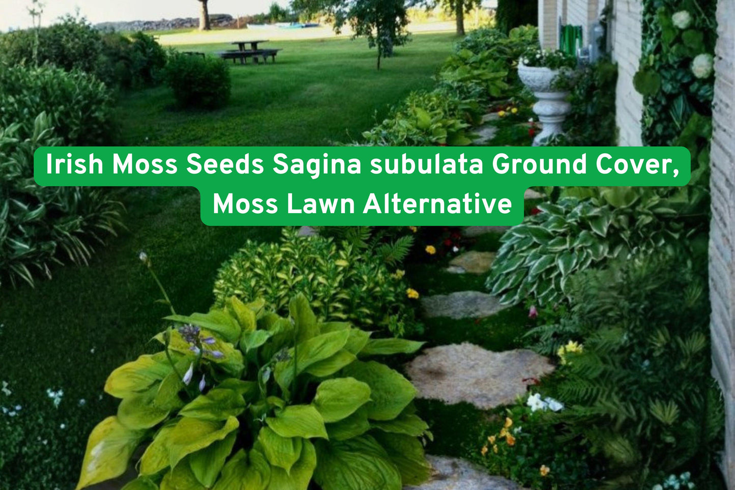 Irish Moss Seeds - Sagina subulata Ground Cover for Gardens, Lush Green Carpet with White Flowers, Low-Maintenance Lawn Alternative