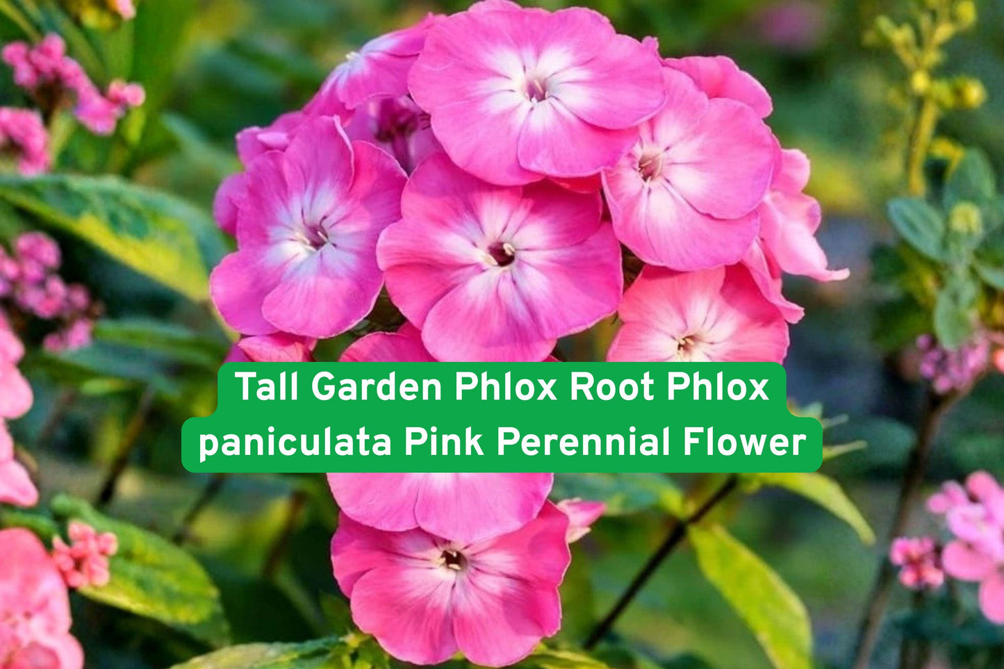 Tall Garden Phlox Root - Pink Perennial Flower (Phlox paniculata) - Attracts Pollinators, Blooms Mid to Late Summer