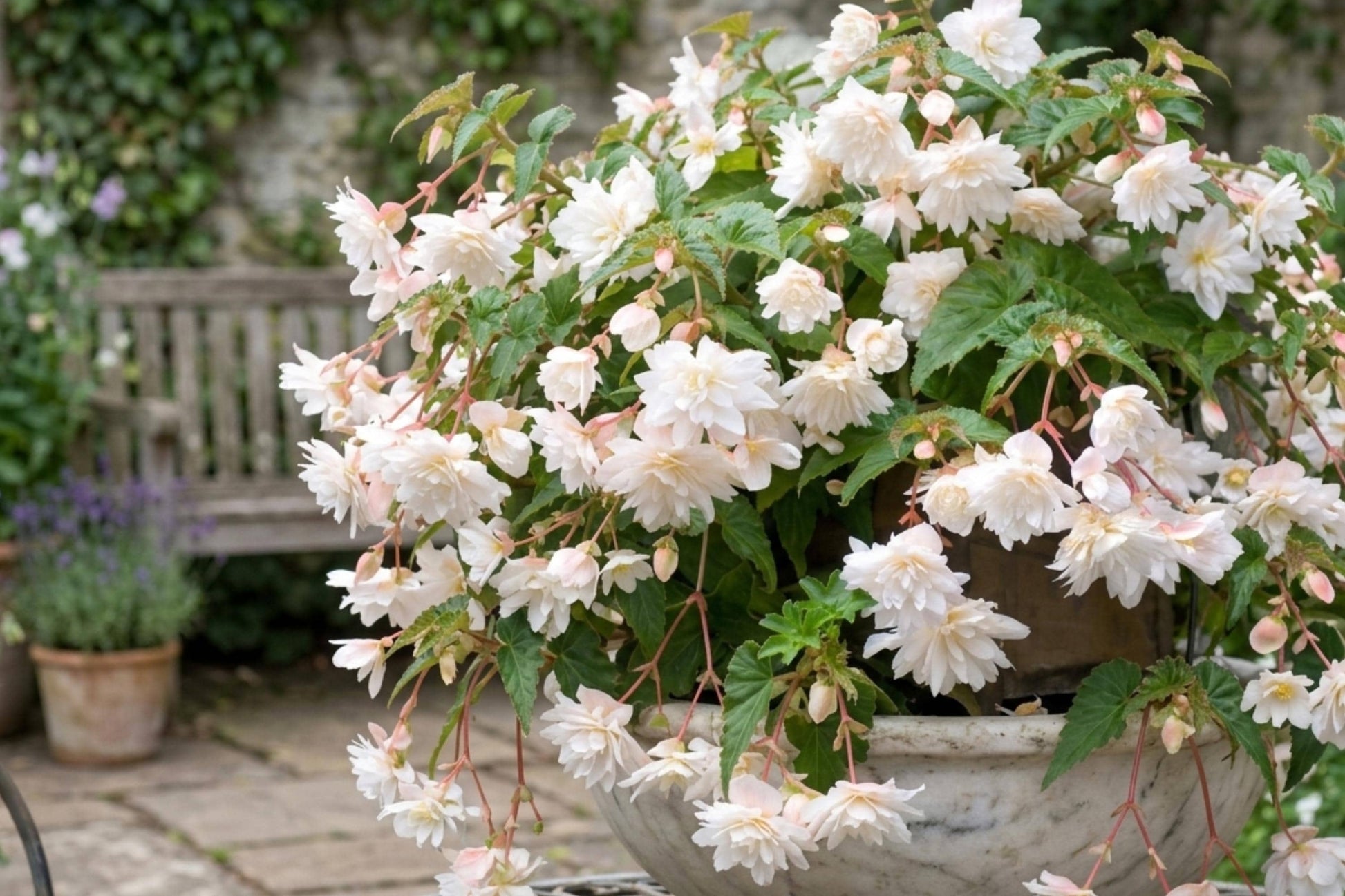 White Double Hanging Basket Begonia Bulb - Begonia x tuberhybrida - Live Plant for Indoor/Outdoor - Easy Care, Spring Shipping