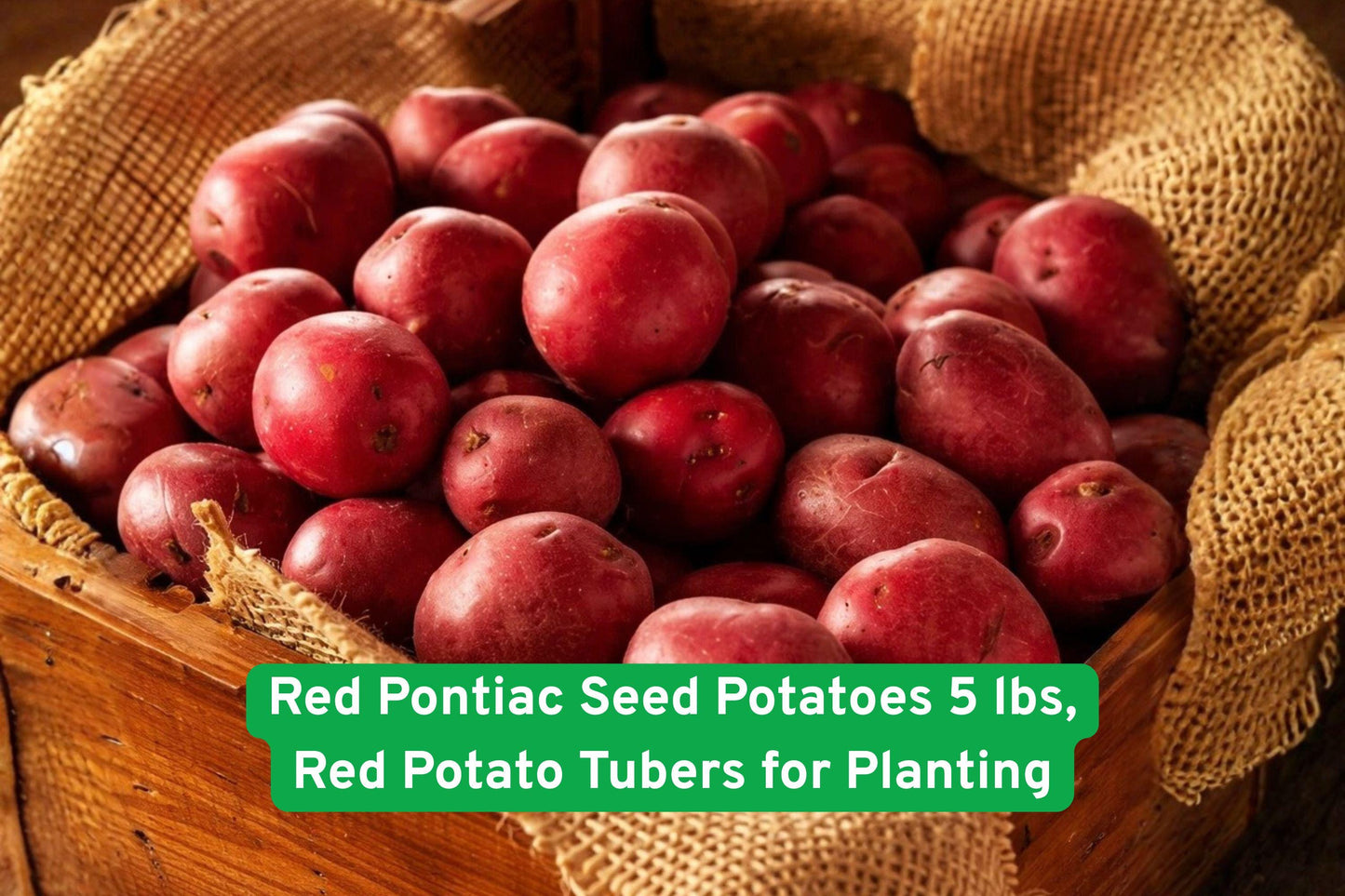 Red Pontiac Seed Potatoes 5 lbs - Red Skin, White Flesh Tubers for Planting (Solanum tuberosum) - High Yield, Easy to Grow