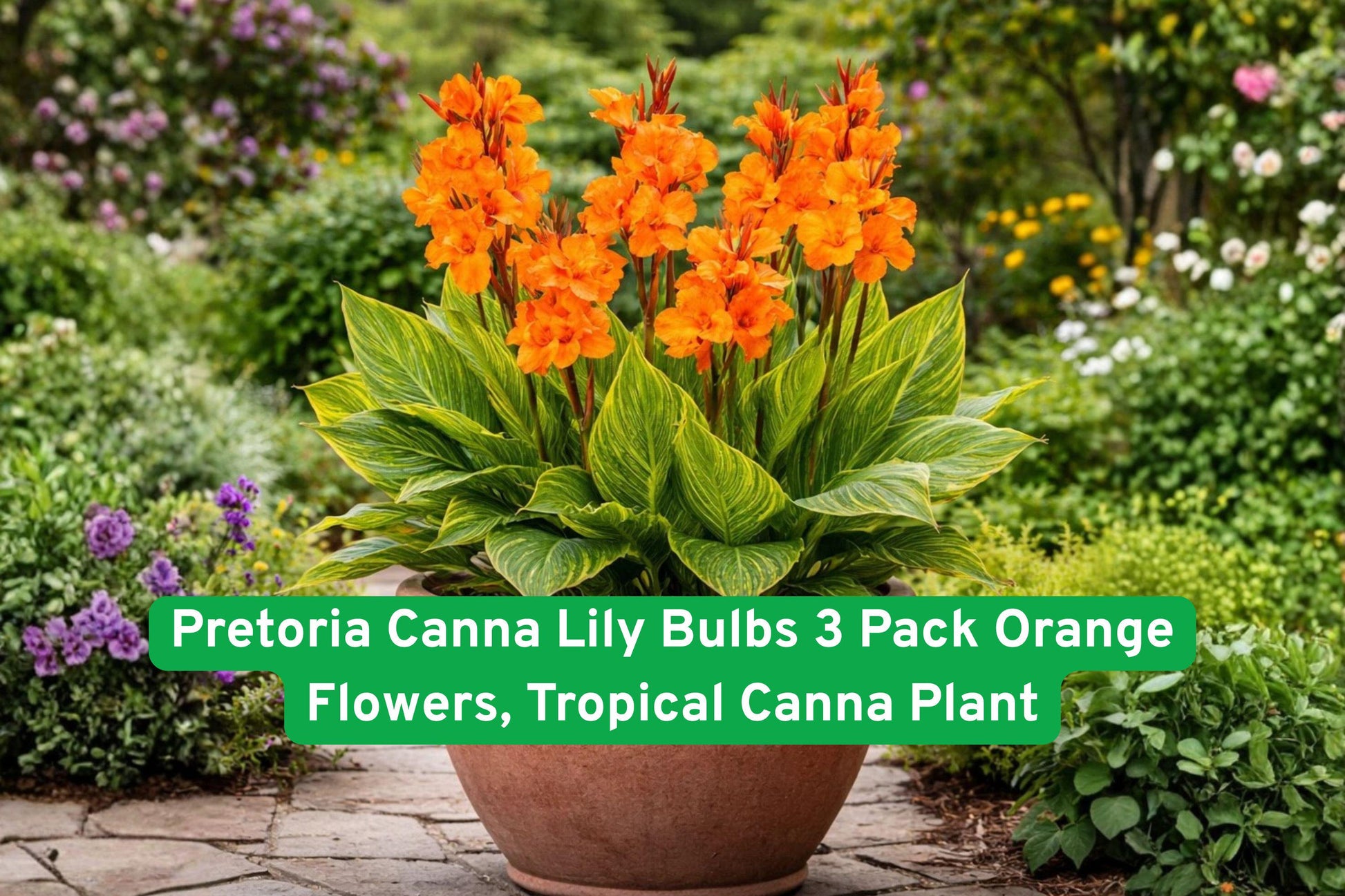 Pretoria Canna Lily Bulbs 3 Pack - Orange Flowers, Variegated Foliage, Canna indica, Tropical Garden Plant