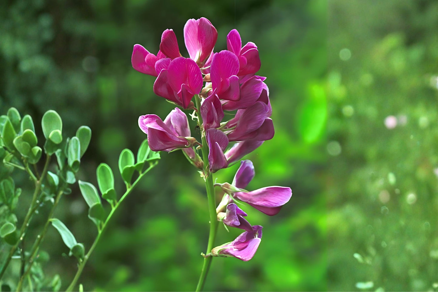 Utah Sweetvetch Seeds (25) | Native Wildflower | Hedysarum boreale | Drought Tolerant, Pollinator Friendly
