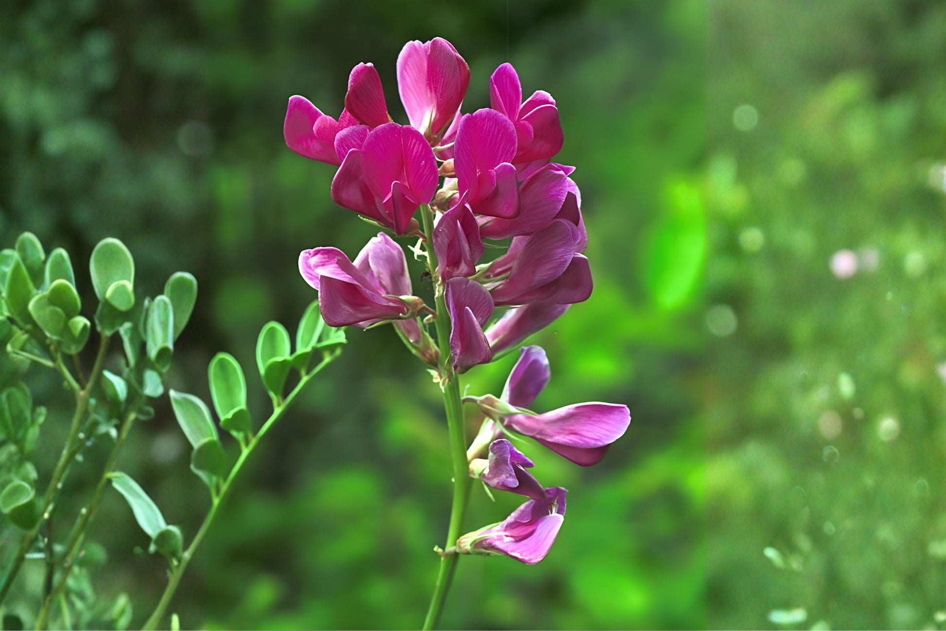 Utah Sweetvetch Seeds (25) | Native Wildflower | Hedysarum boreale | Drought Tolerant, Pollinator Friendly