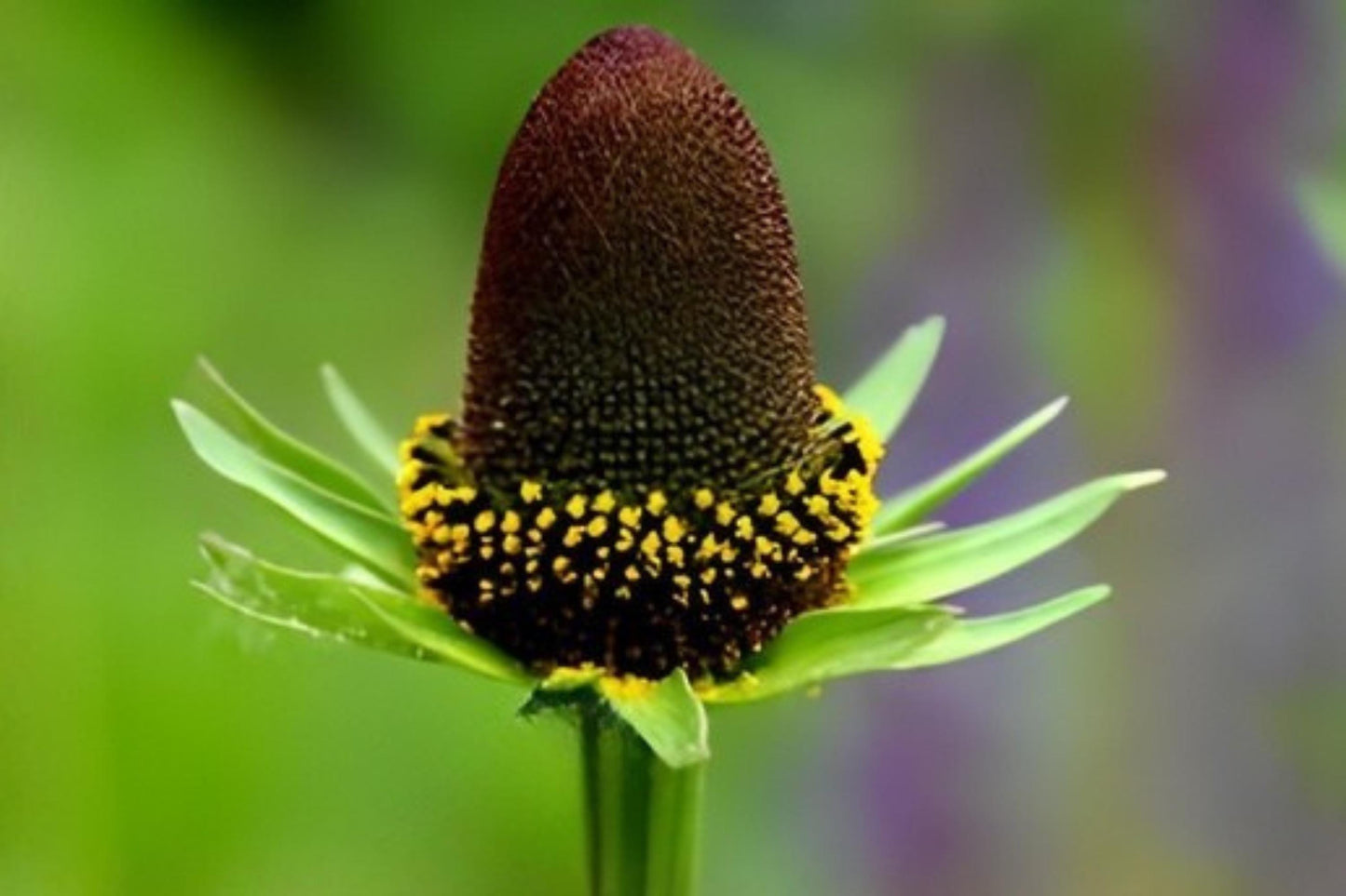 Western Coneflower Seeds | 75 Green Coneflower Seeds | Rudbeckia occidentalis | Drought-Tolerant Native Wildflower