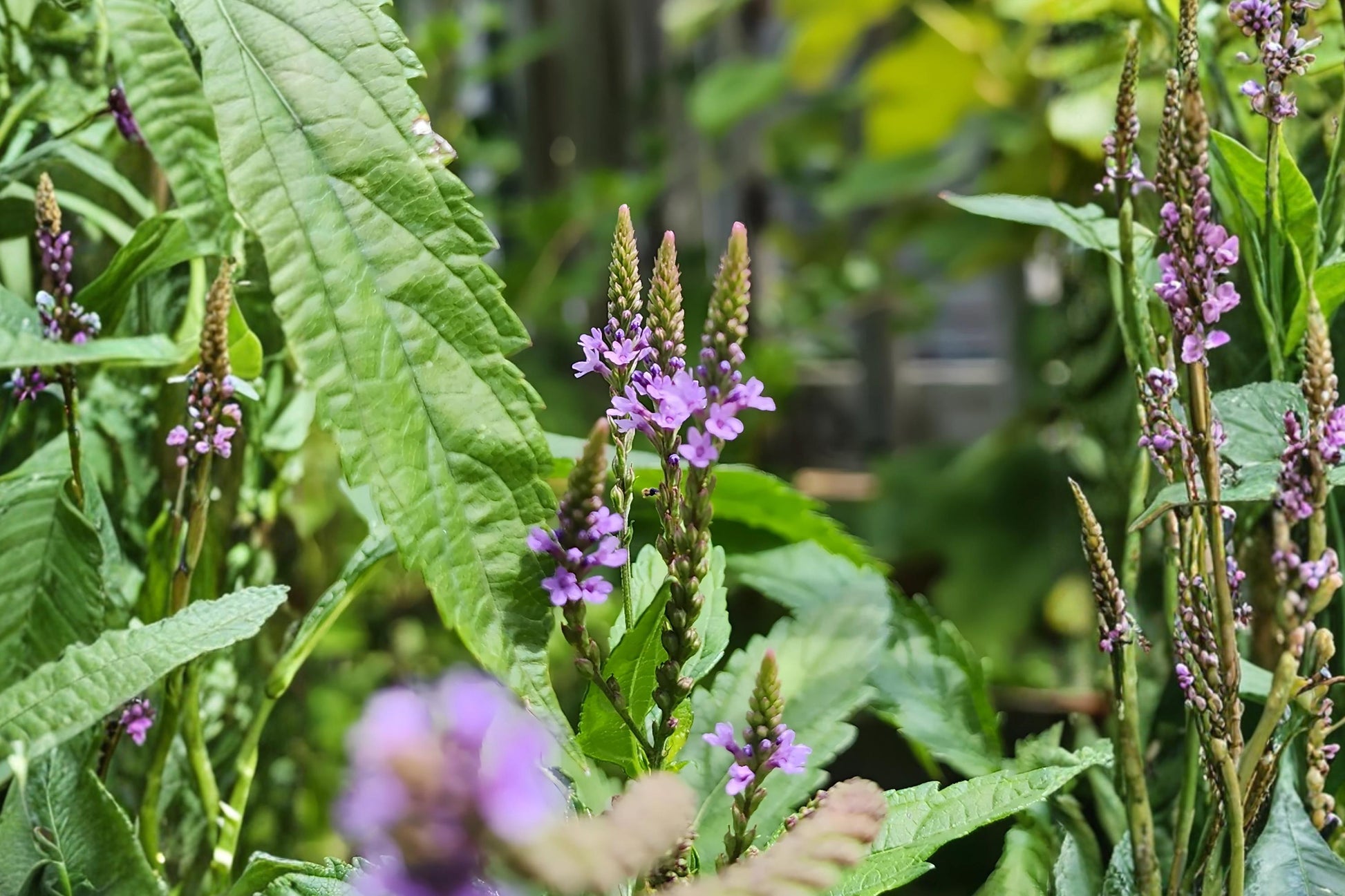 Blue Vervain Seeds (100) | Vibrant Blue-Purple Wildflower | Verbena hastata | Easy to Grow for Pollinators and Wetlands