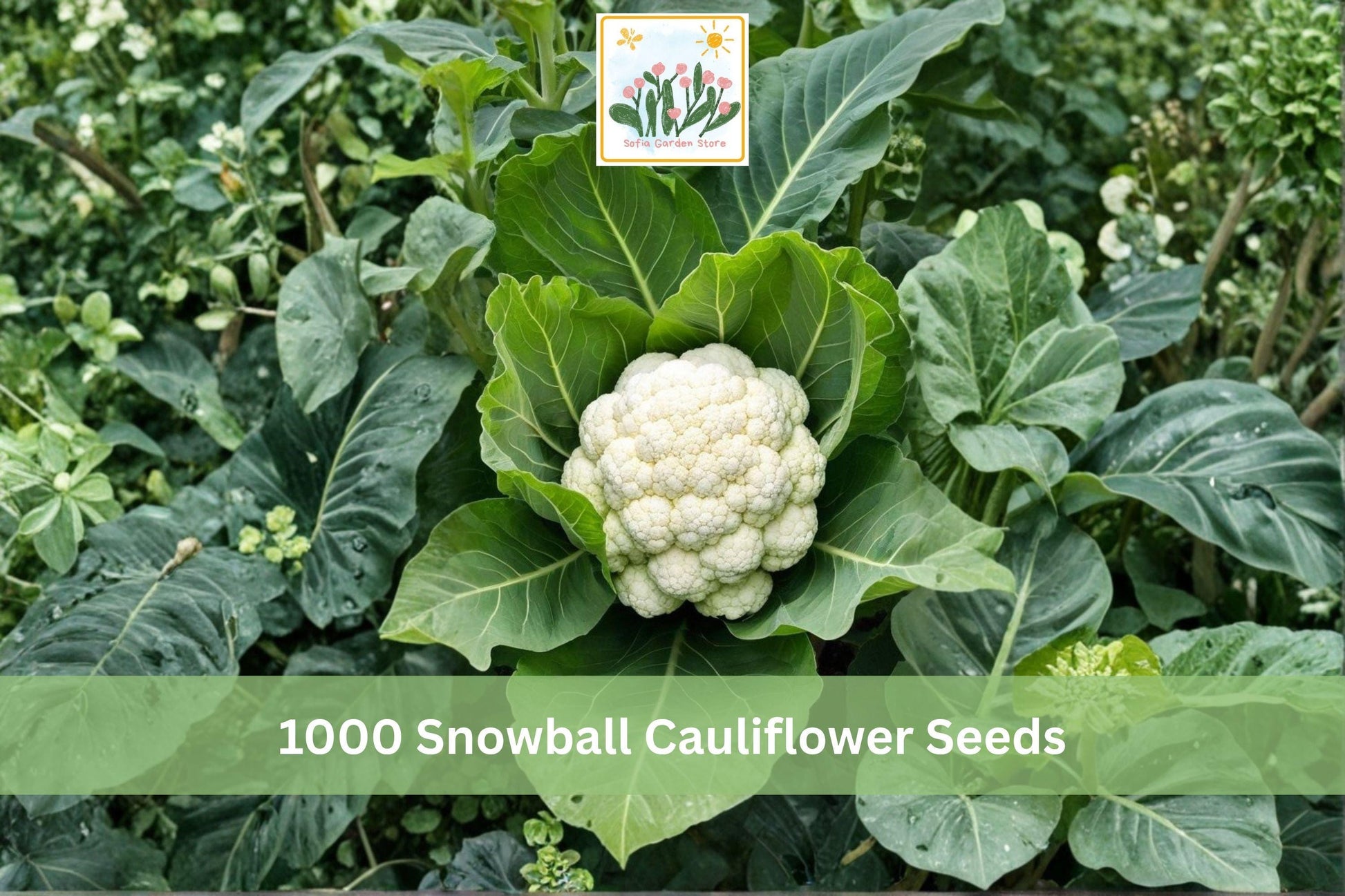 Snowball Cauliflower Seeds 1000+ Heirloom Brassica oleracea for Garden - Classic White Vegetable for Cool-Season Planting