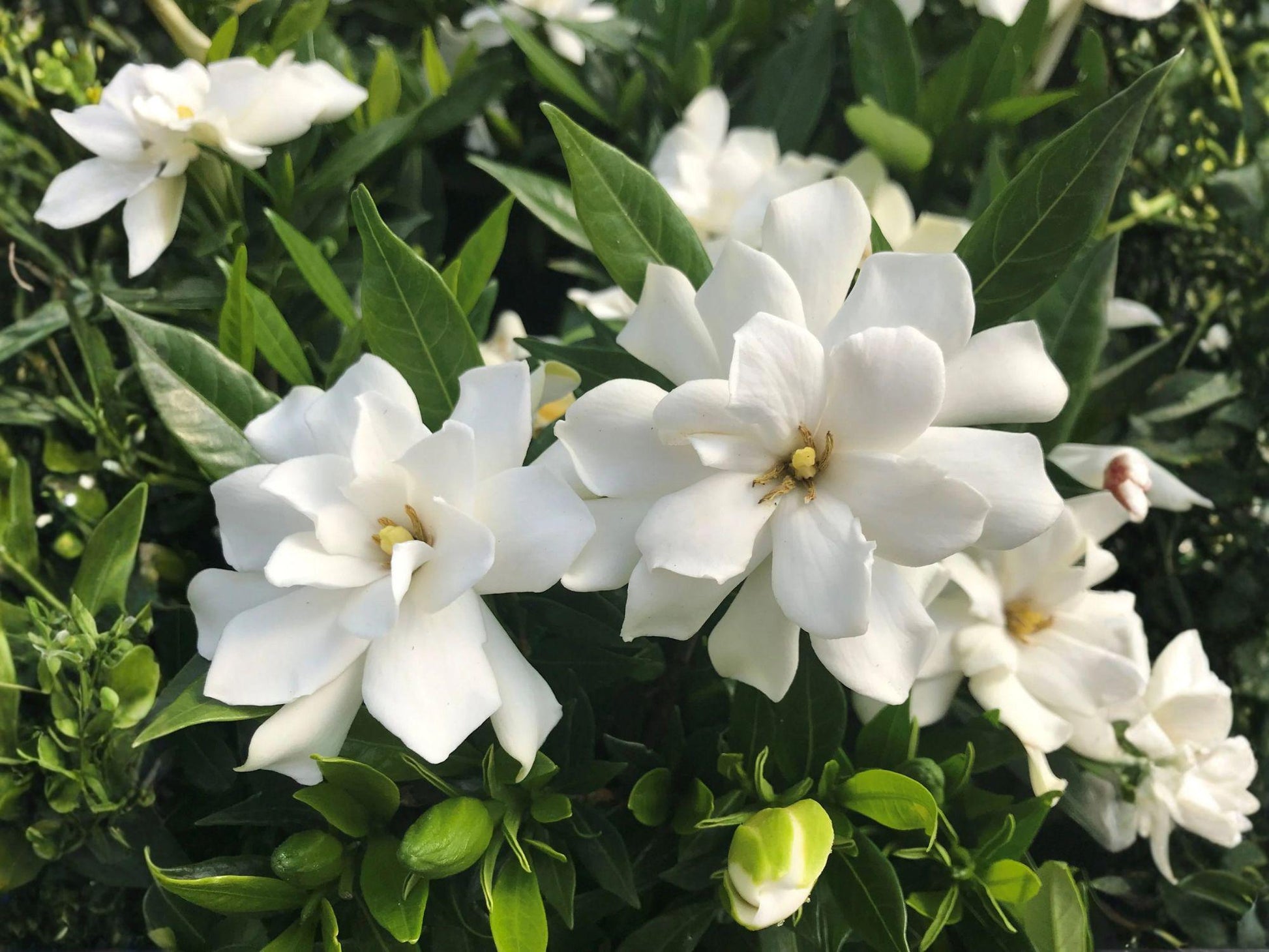 Fragrant White Gardenia Shrubs - 2 Rooted Live Plants - Gardenia jasminoides - Evergreen Flowering Shrubs for Containers & Borders