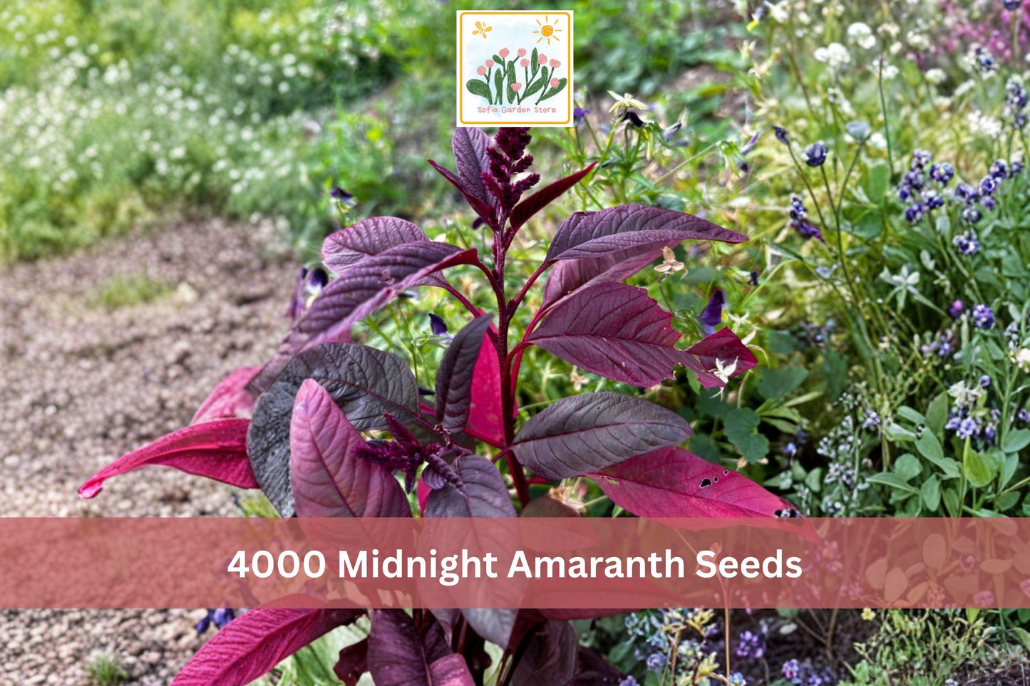 4000 Midnight Amaranth Seeds Red Leaf Amaranthus - Fast-Growing Edible & Ornamental Greens, Perfect for Indoor/Outdoor Gardens