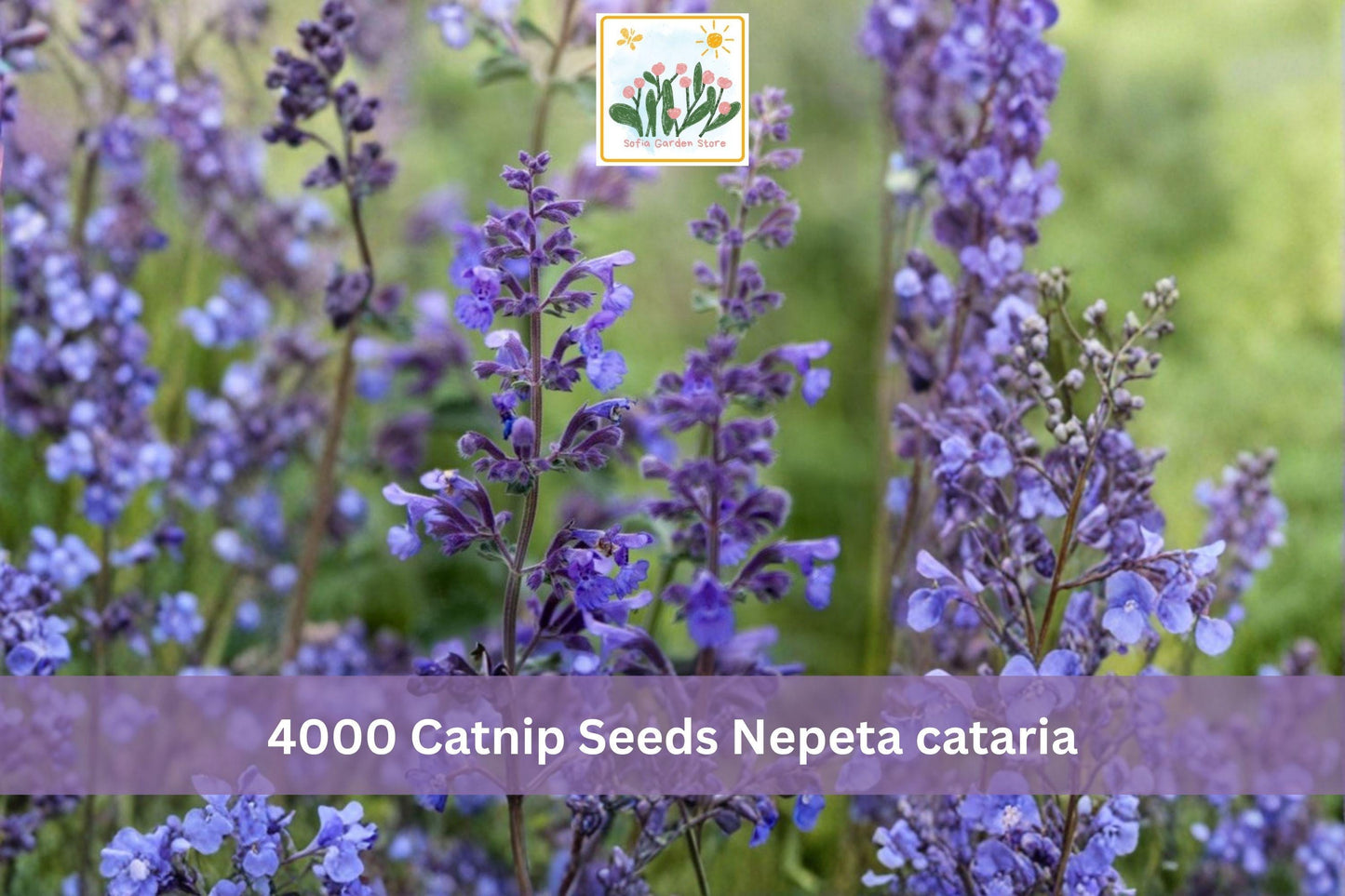 Catnip Seeds 4000+ Perennial Herb Green Foliage Nepeta cataria for Garden Beds & Containers - Aromatic Easy Grow Plant