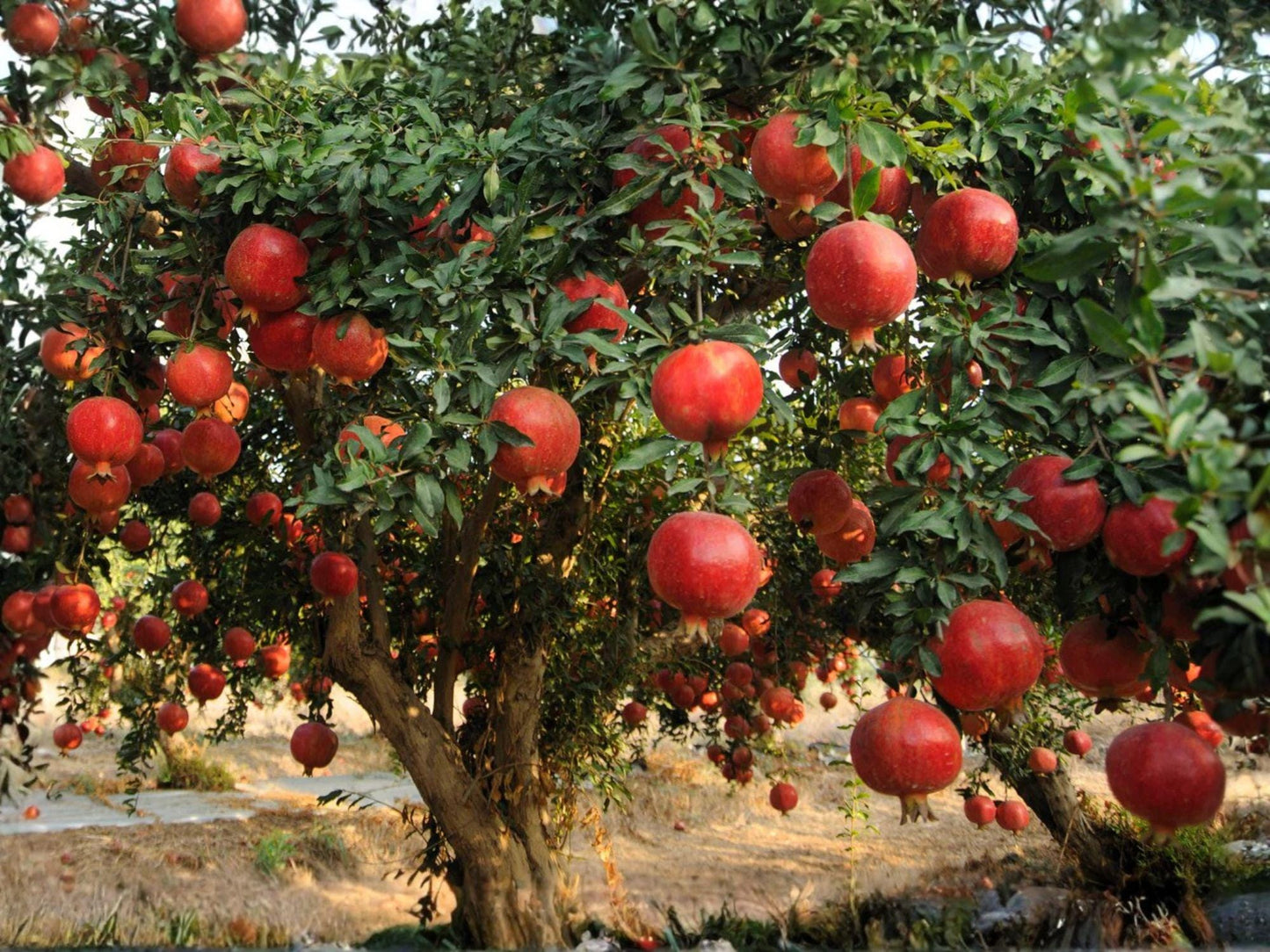 Pomegranate Fruit Tree Sapling, Bare Root 2 Ft Wonderful Variety, Punica granatum - Edible & Ornamental Garden Plant