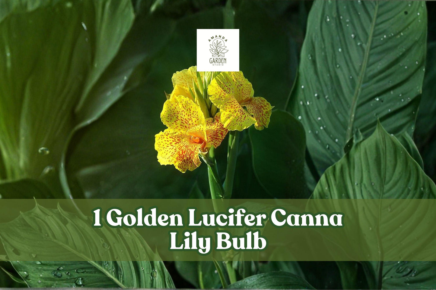 Golden Lucifer Canna Lily Bulb - Red Yellow Tropical Flowering Plant (Canna indica) for Garden, Borders, Containers