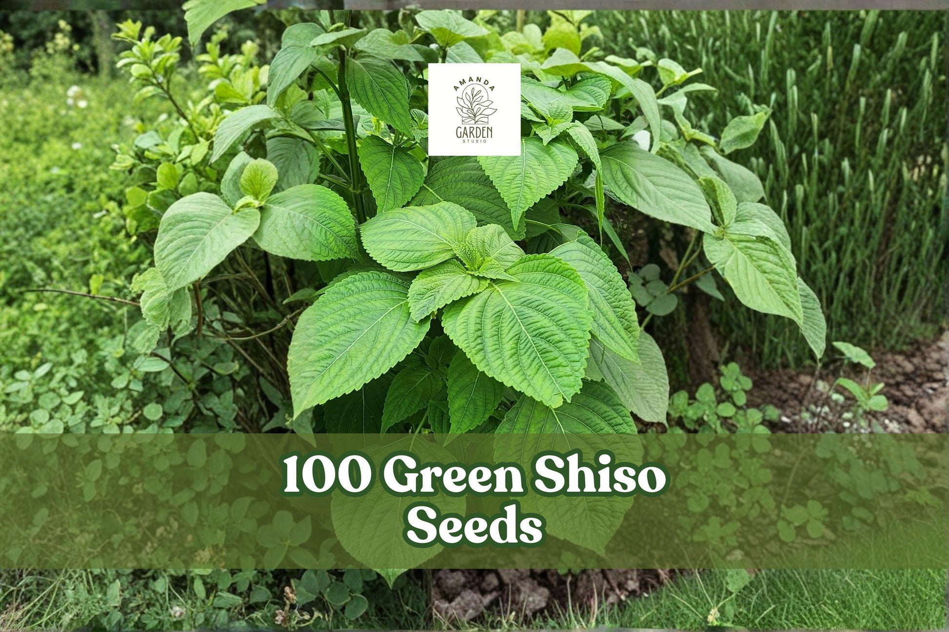 Green Shiso Seeds - 100+ Perilla frutescens - Culinary Herb with Vibrant Green Ruffled Leaves for Garden and Container Use