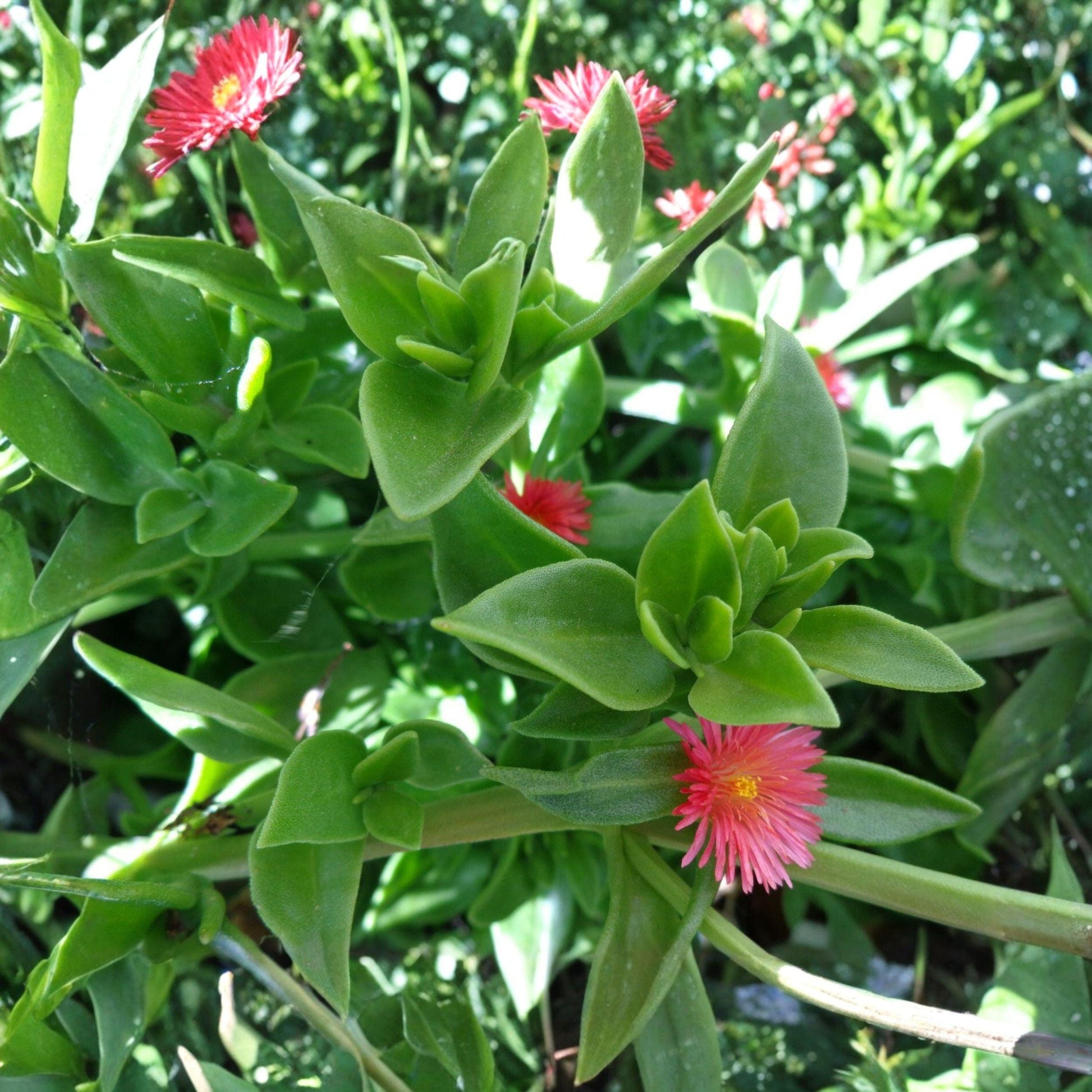 Aptenia cordifolia Cuttings, Red Pink Ice Plant, Baby Sun Rose Succulent, 20 Live Unrooted Cuttings for Easy Propagation