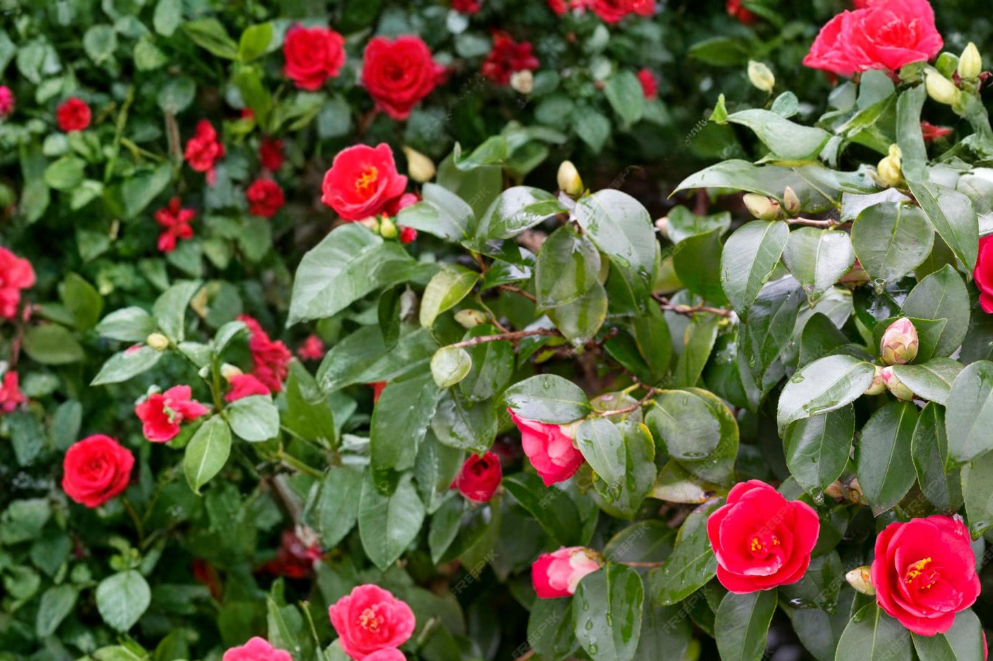 Japanese Camellia Seeds - 5 Pack - Camellia japonica - Evergreen Flowering Shrub for Shade Gardens, Acidic Soil Plant